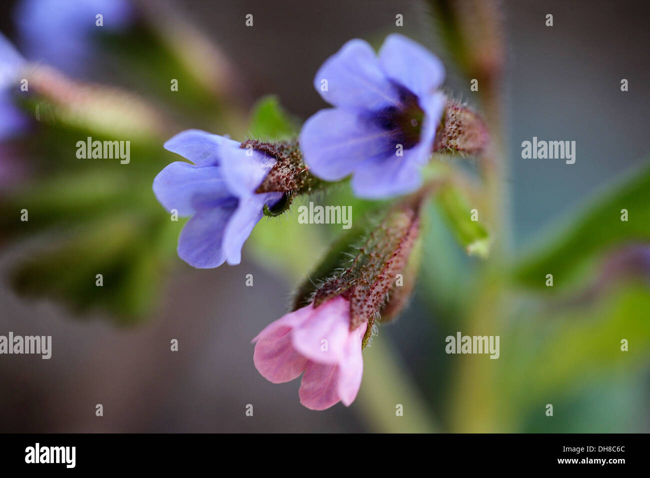Lungwort, Pulmonaria officinalis. Close view of cluster of small, funnel shaped  pale blue and pink flowers. Stock Photo