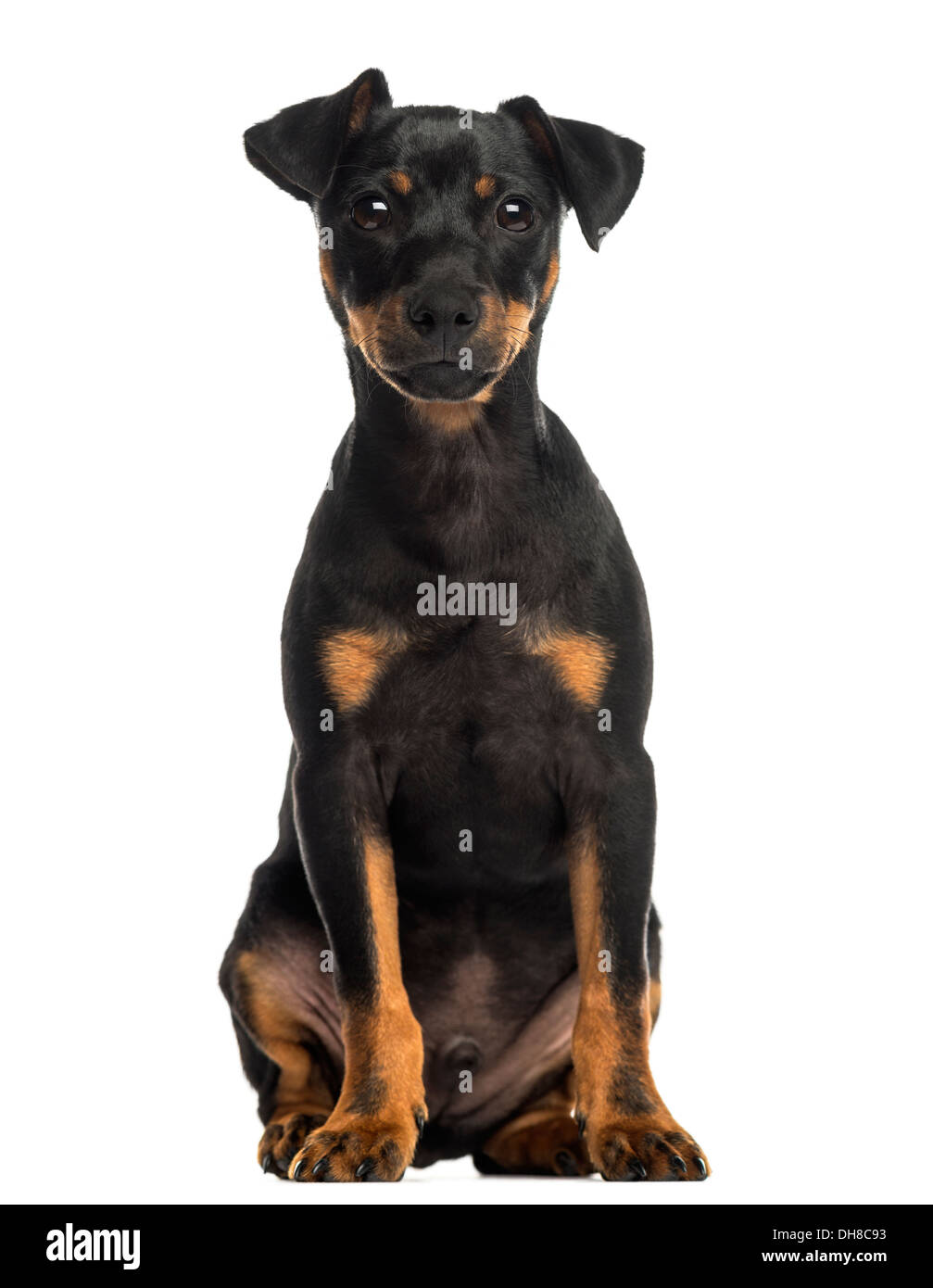 Pinscher sitting, looking at the camera against white background Stock ...