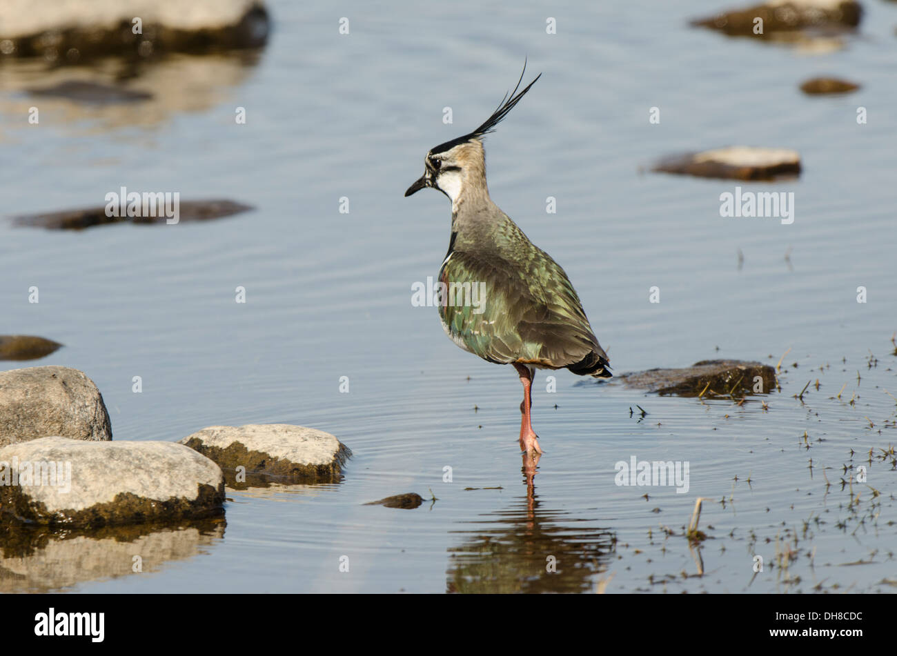 Adult wading in Loch. Stock Photo