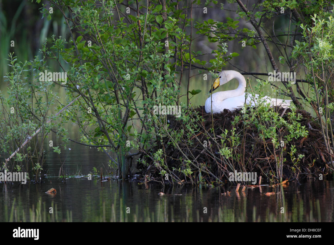 Nesting Whooper Swan's (Cygnus cygnus). Europe Stock Photo