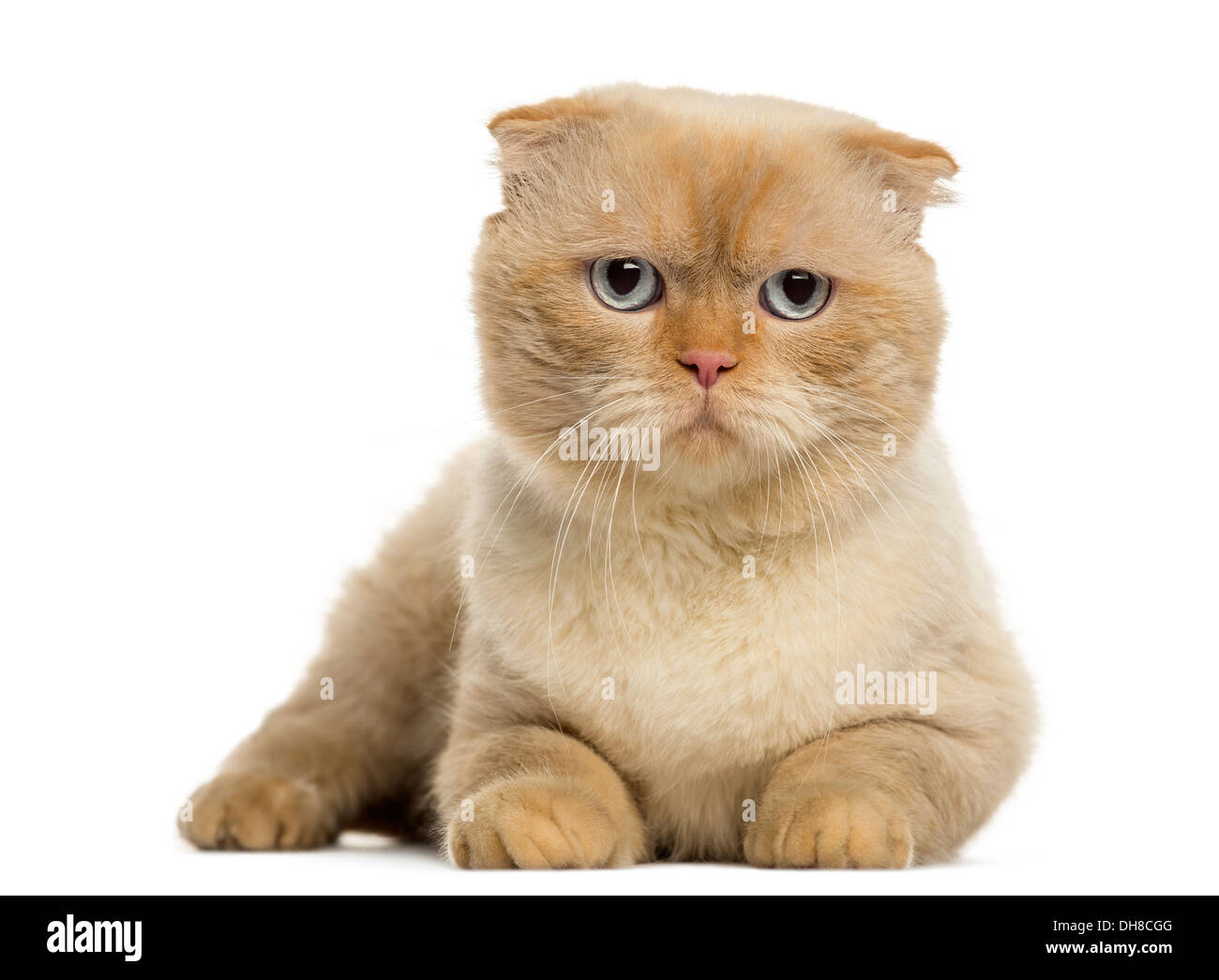 Scottish fold lying, looking at the camera against white background Stock Photo