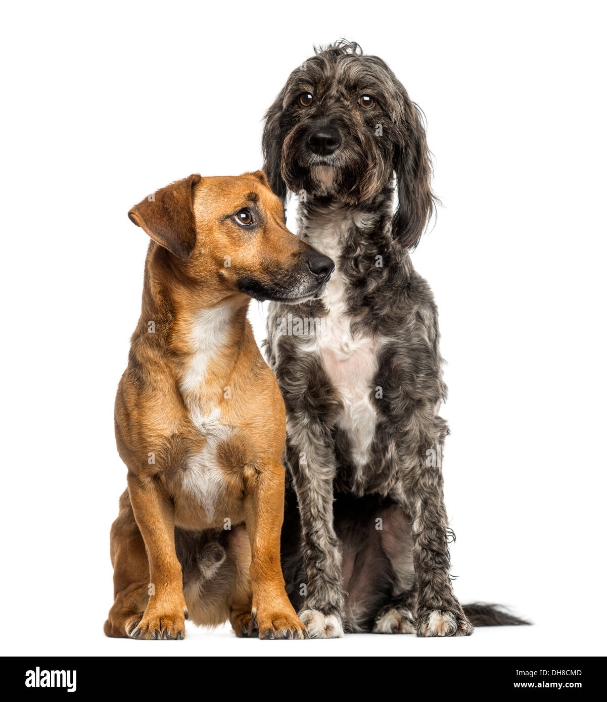 Brittany Briard crossbreed dog and Jack Russell sitting together against white background Stock Photo