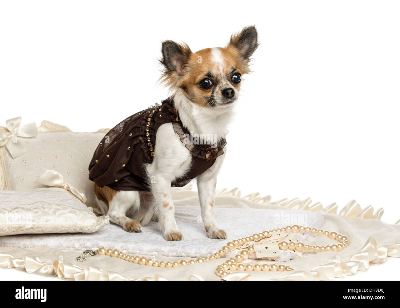 Dressed-up Chihuahua sitting on rug against white background Stock Photo
