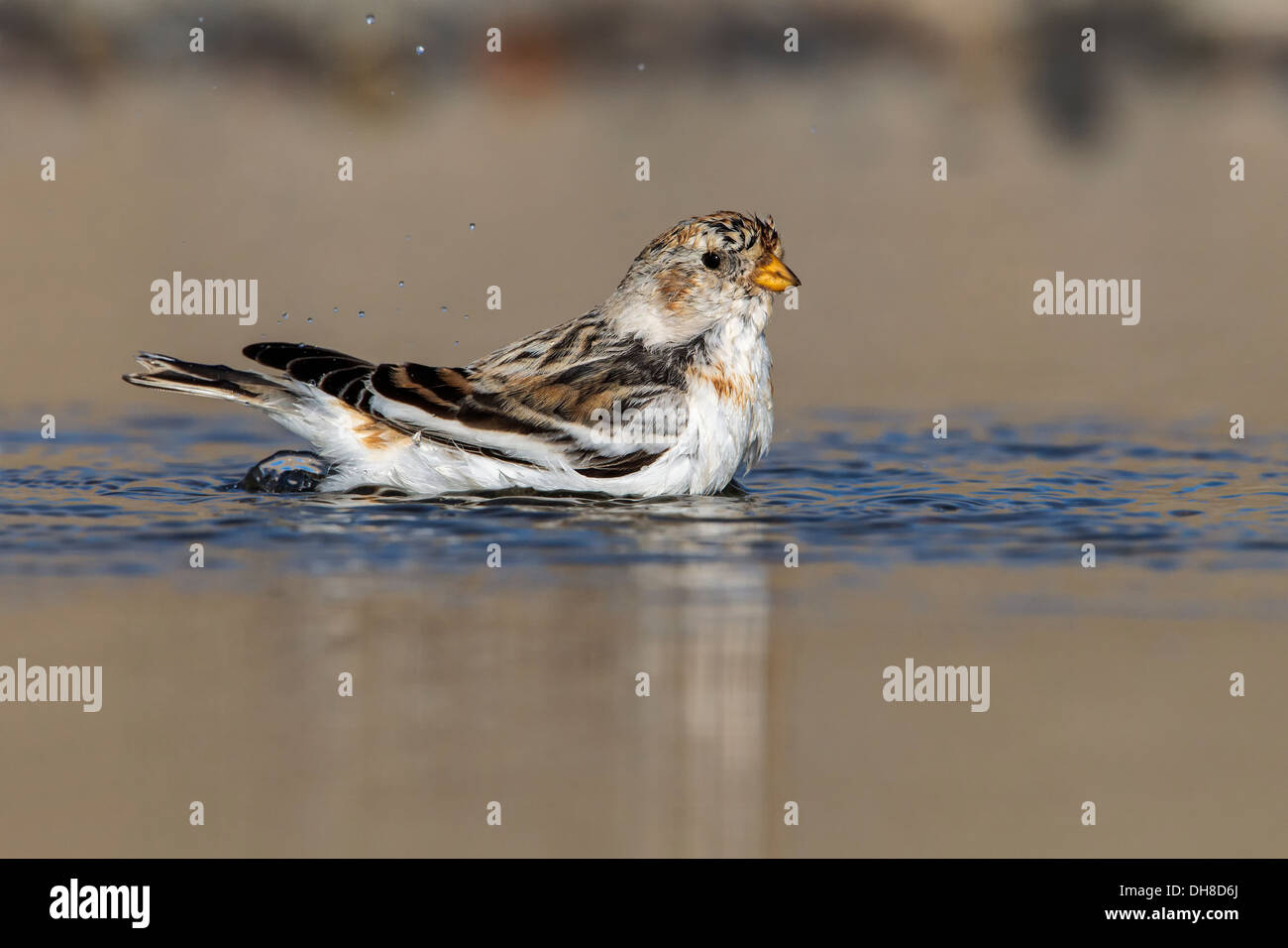 Snow Bunting winter plumage male bird washing in a shoreline pool Stock ...