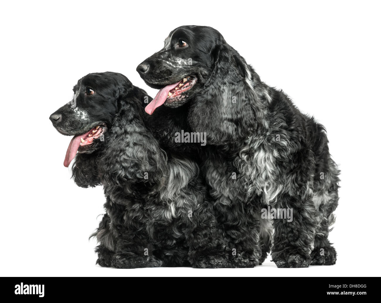 Two English Cocker Spaniel panting next to each other against white background Stock Photo