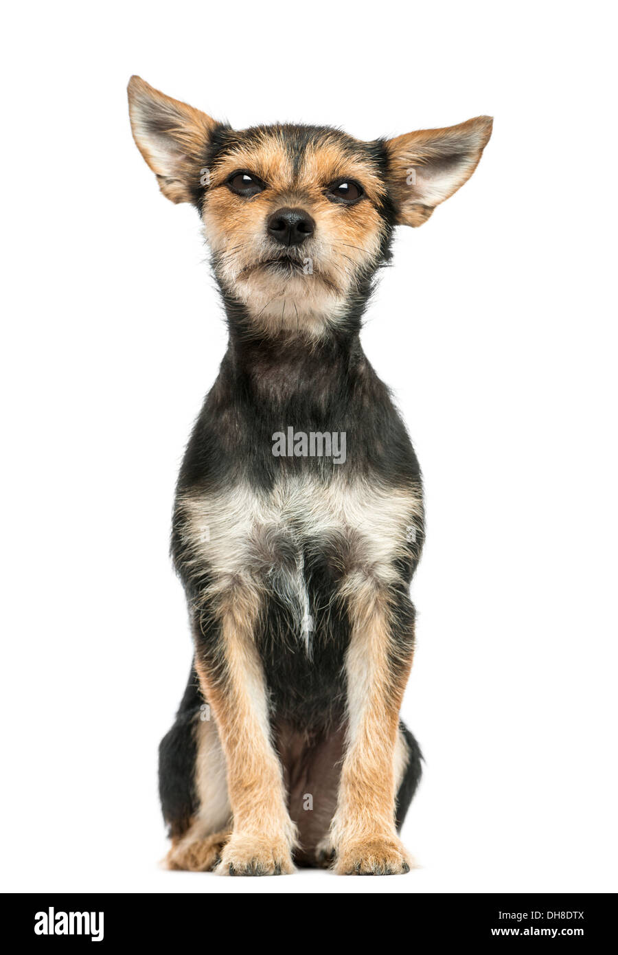 Crossbreed dog sitting, looking at the camera against white background ...