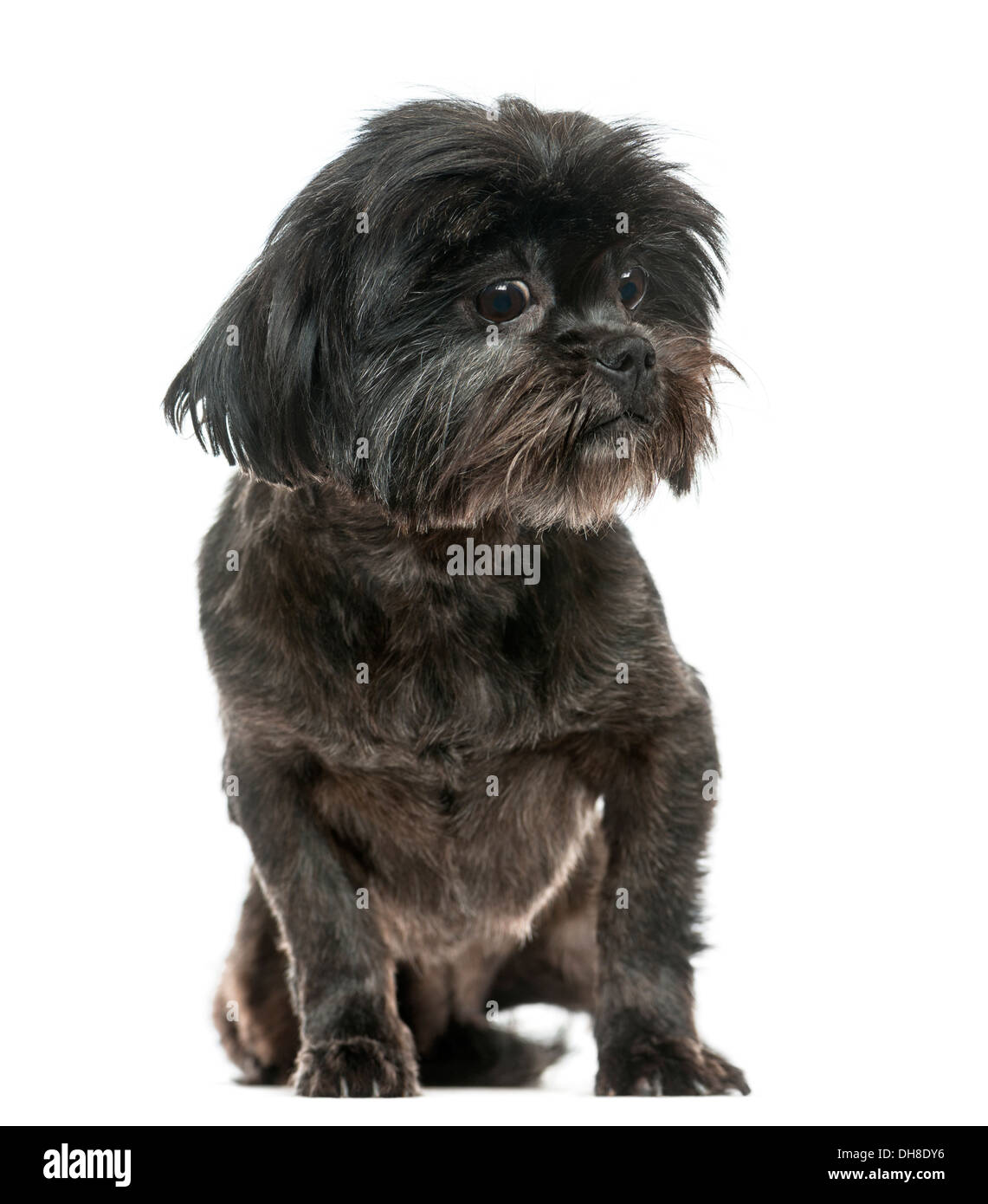 Lhasa Apso sitting against white background Stock Photo