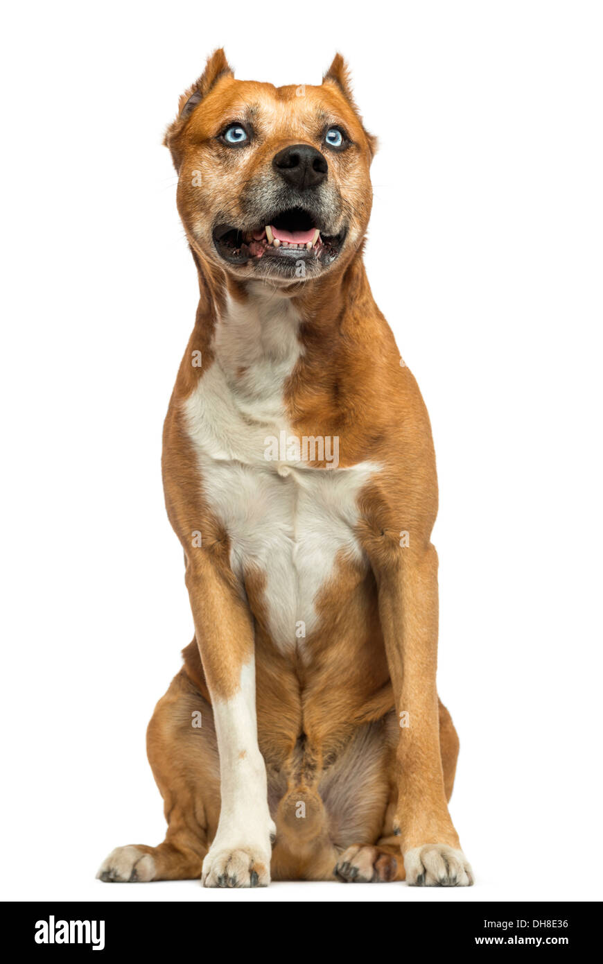 American Staffordshire Terrier sitting against white background Stock Photo