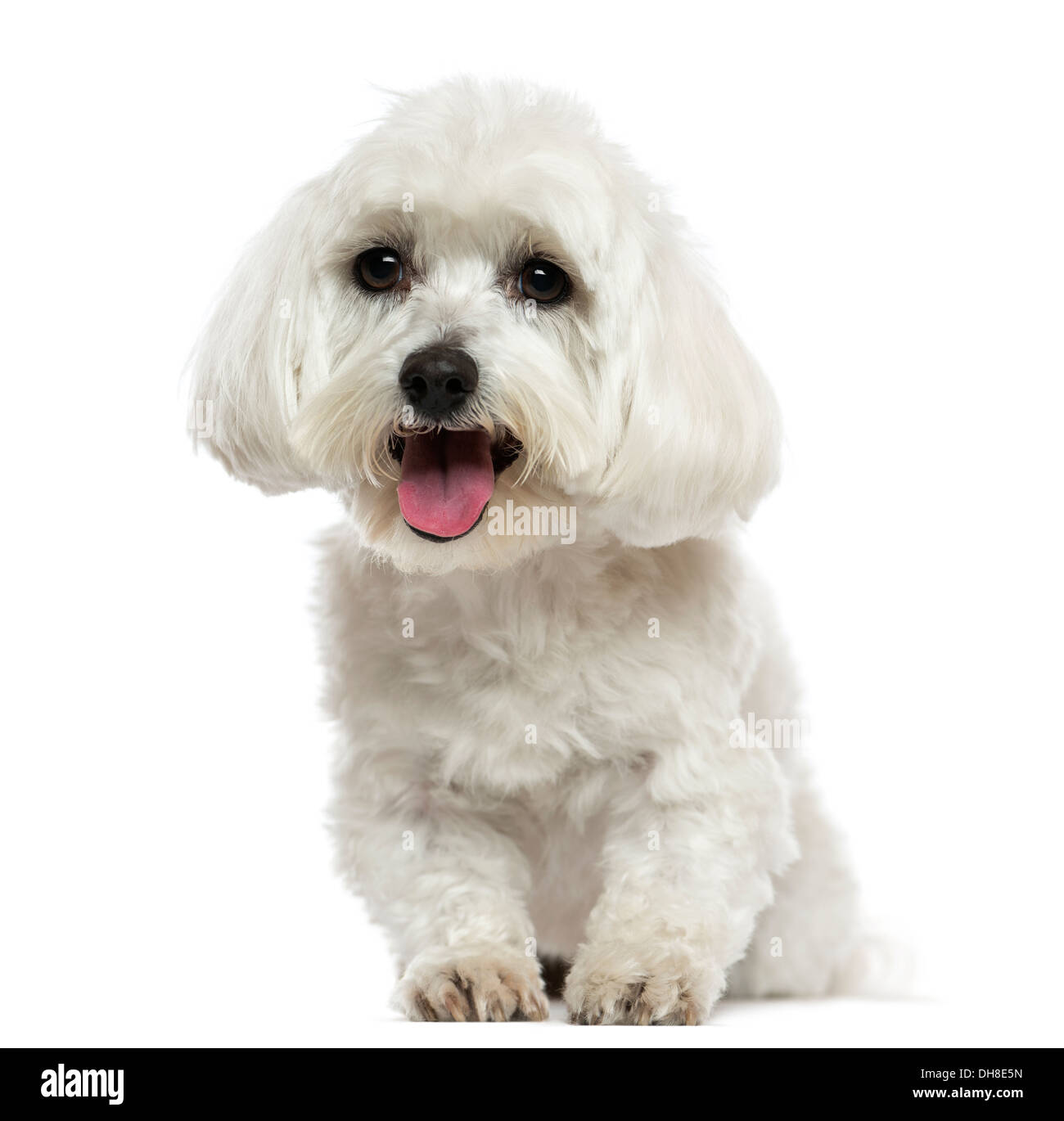Front view of a Maltese panting against white background Stock Photo