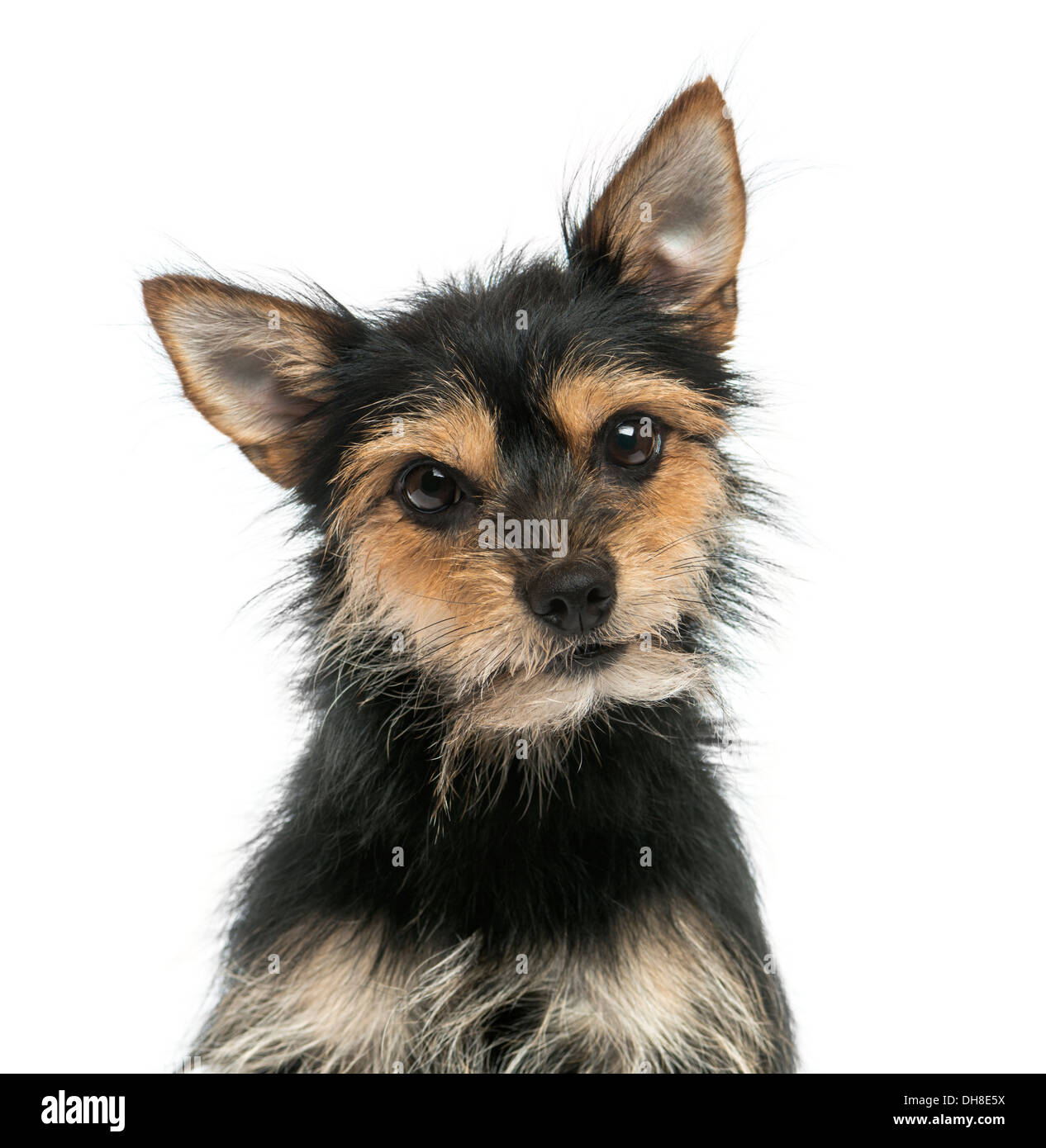 Close-up of a mixed-breed dog looking at the camera against white background Stock Photo
