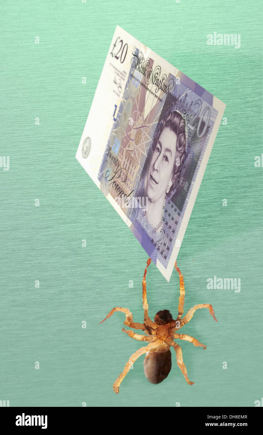 Money spider Stock Photo
