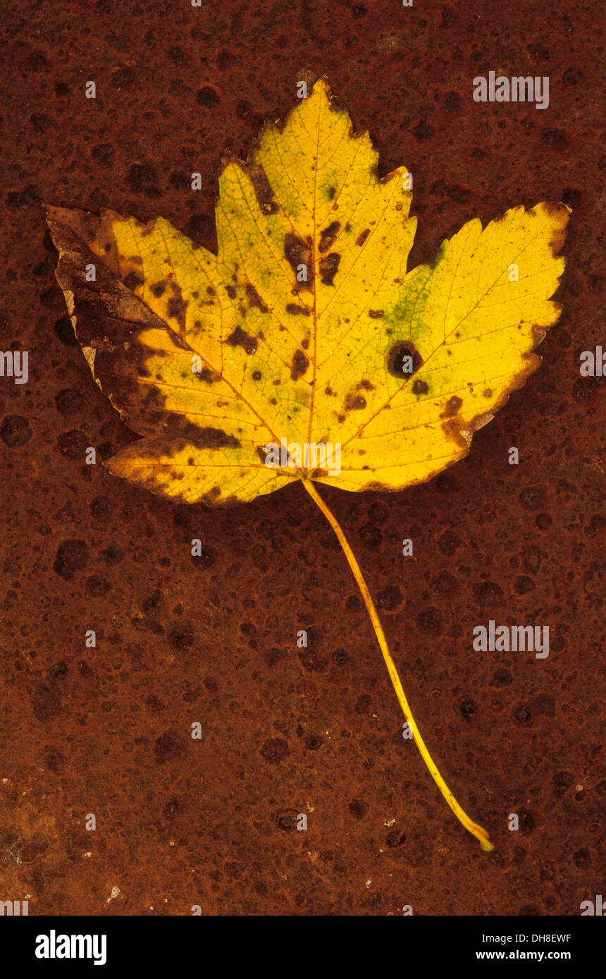Sycamore, Acer pseudoplatanus. Studio shot of yellow, autumn leaf turning and spotted brown, lying on rusty metal sheet. Stock Photo