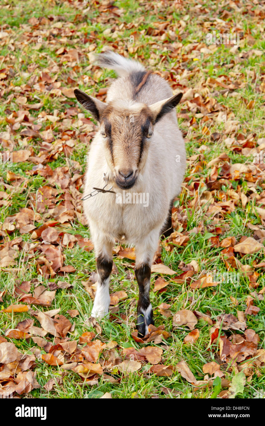 goat standing in autumn field Stock Photo