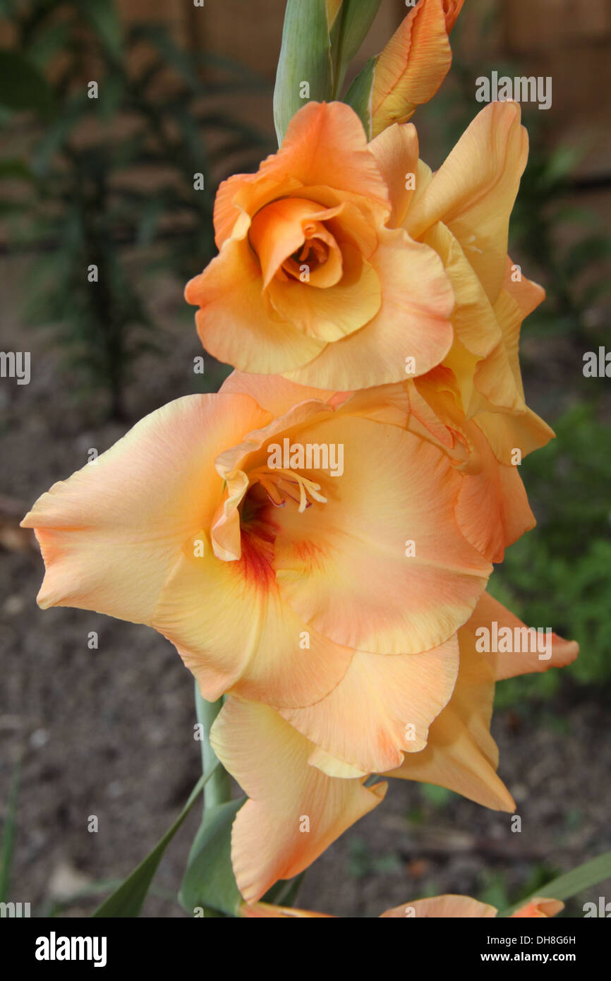 Orange gladiolus petals hires stock photography and images Alamy