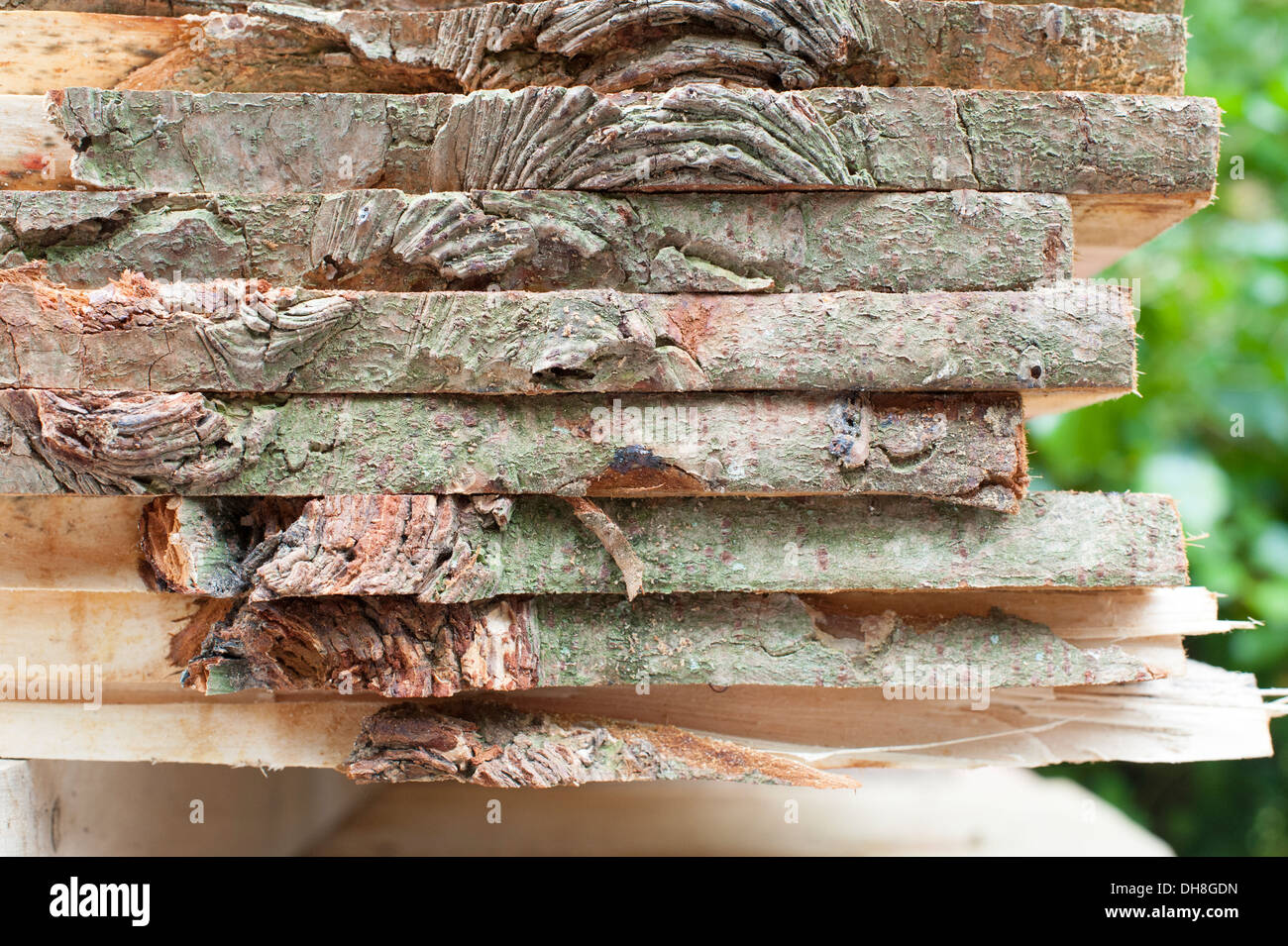 Tree trunk cut hi-res stock photography and images - Alamy