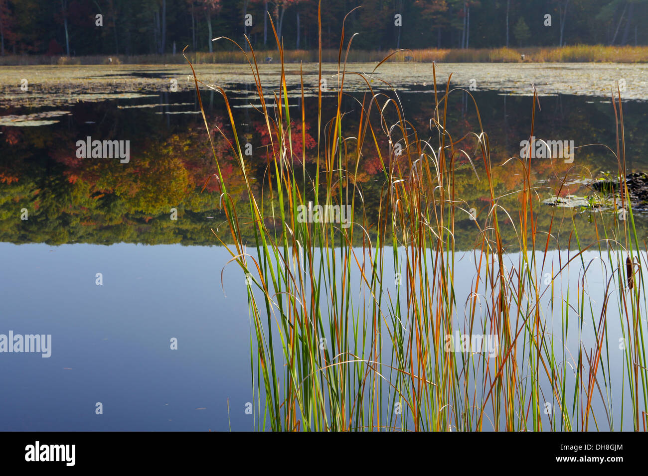 Tree trees foliage hires stock photography and images Alamy