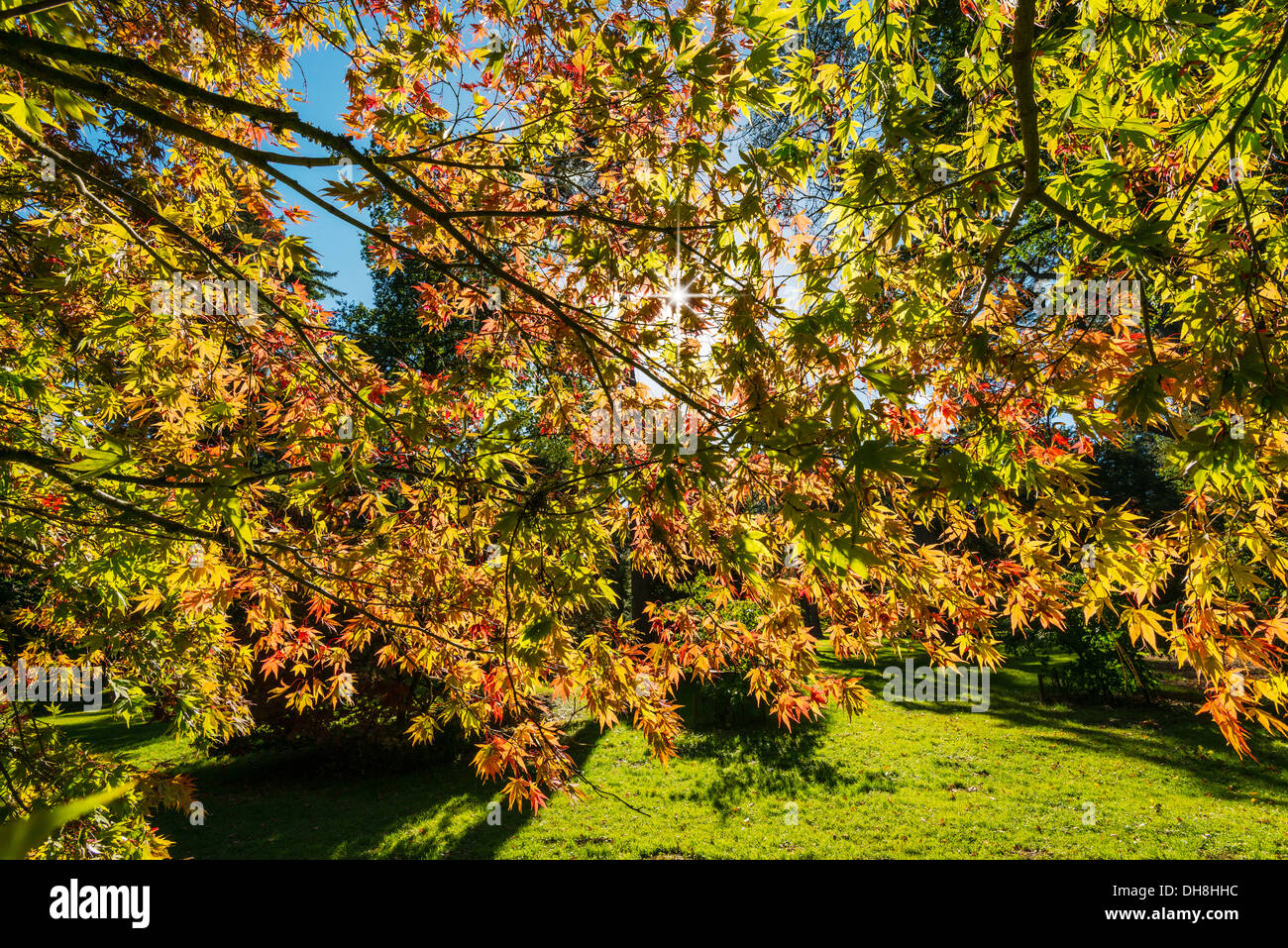 ACER TREES IN AUTUMN COLOUR IN WESTONBIRT ARBORETUM GLOUCESTERSHIRE ENGLAND UK Stock Photo