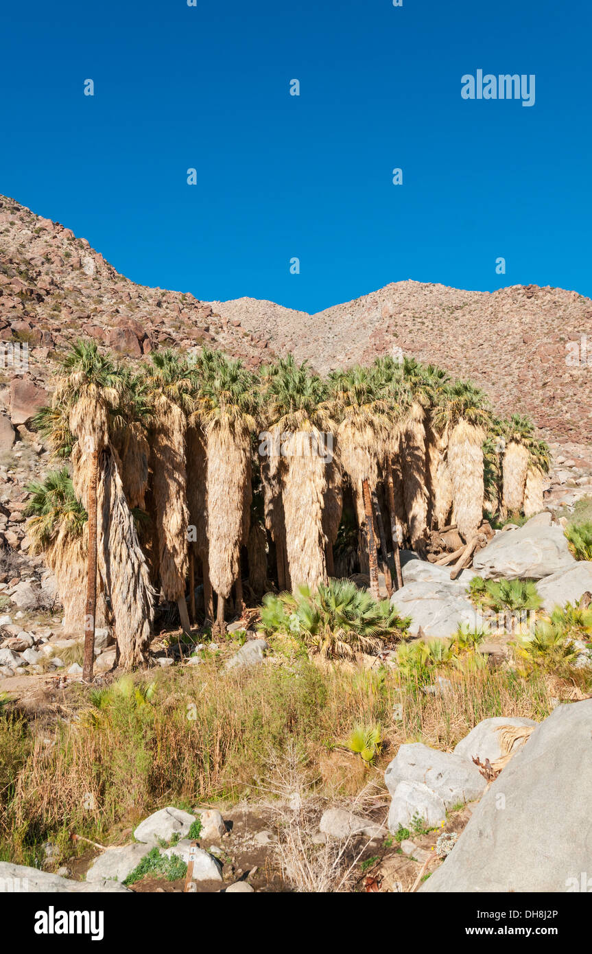 California, San Diego County, AnzaBorrego Desert State Park, Borrego