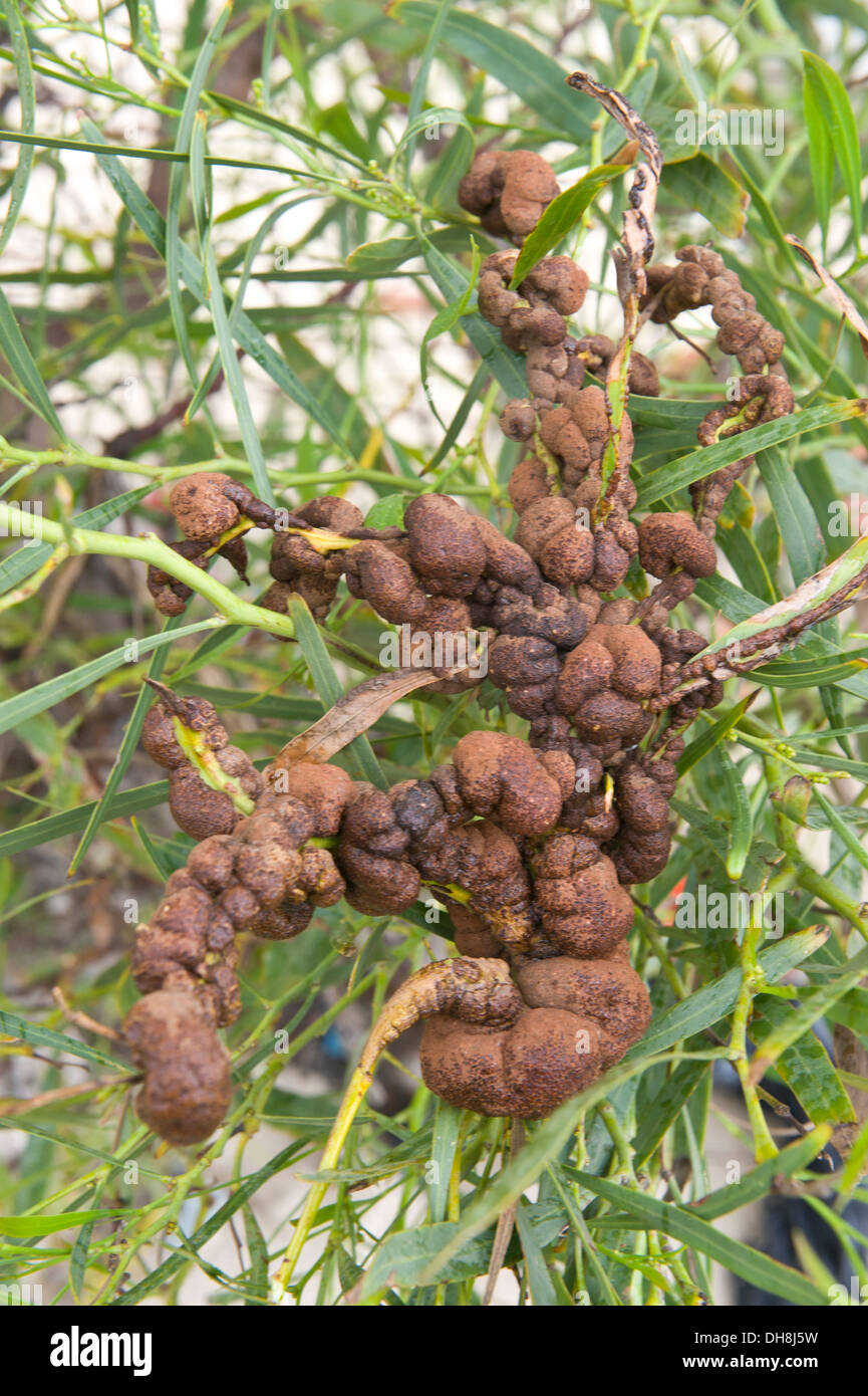 Acacia saligna with acacia gall rust fungus, Uromycladium tepperianum, Cape Town, South Africa Stock Photo