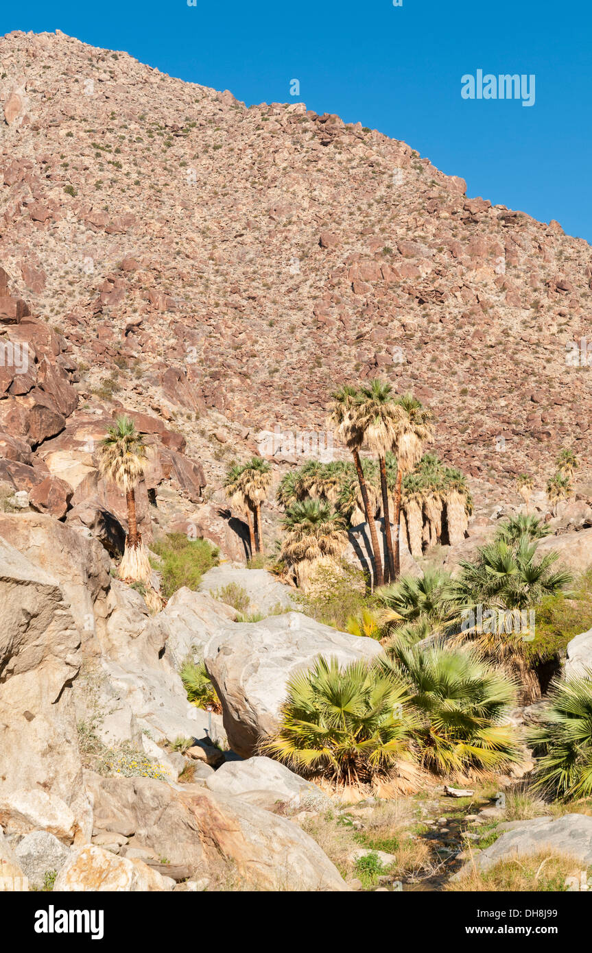 California, San Diego County, AnzaBorrego Desert State Park, Borrego