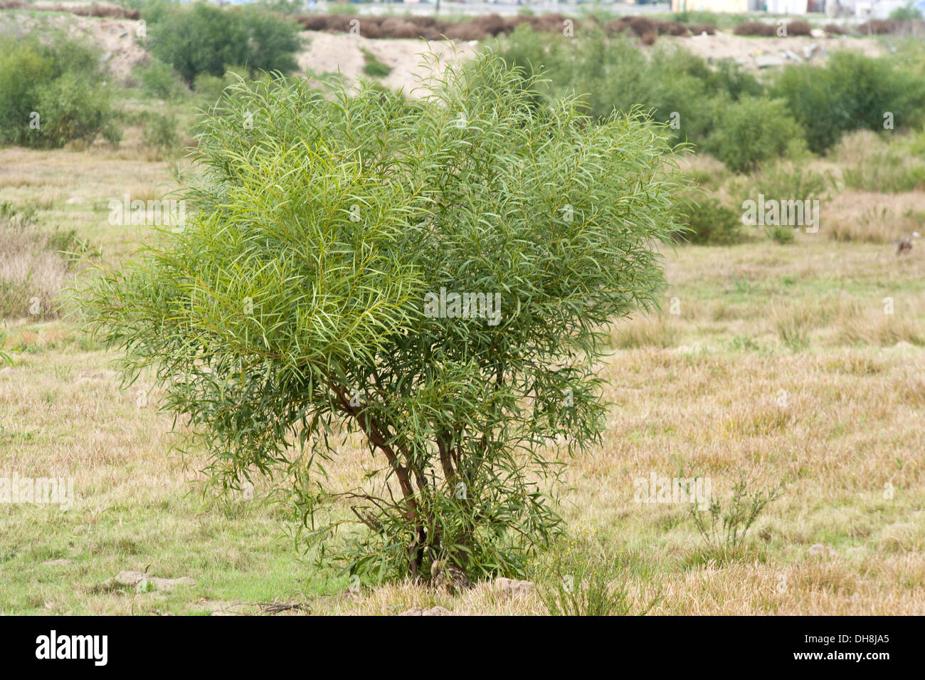 Acacia saligna, a small tree native to Australia, has become an invasive species in Cape Town South Africa Stock Photo