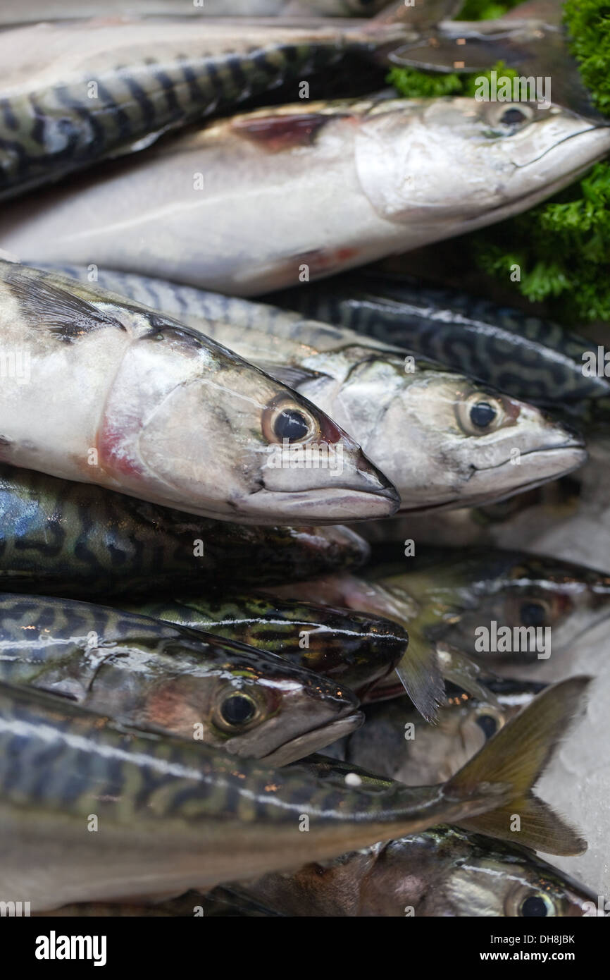 Mackerel sp. ). Fishmongers stall, Beresford Fish Market