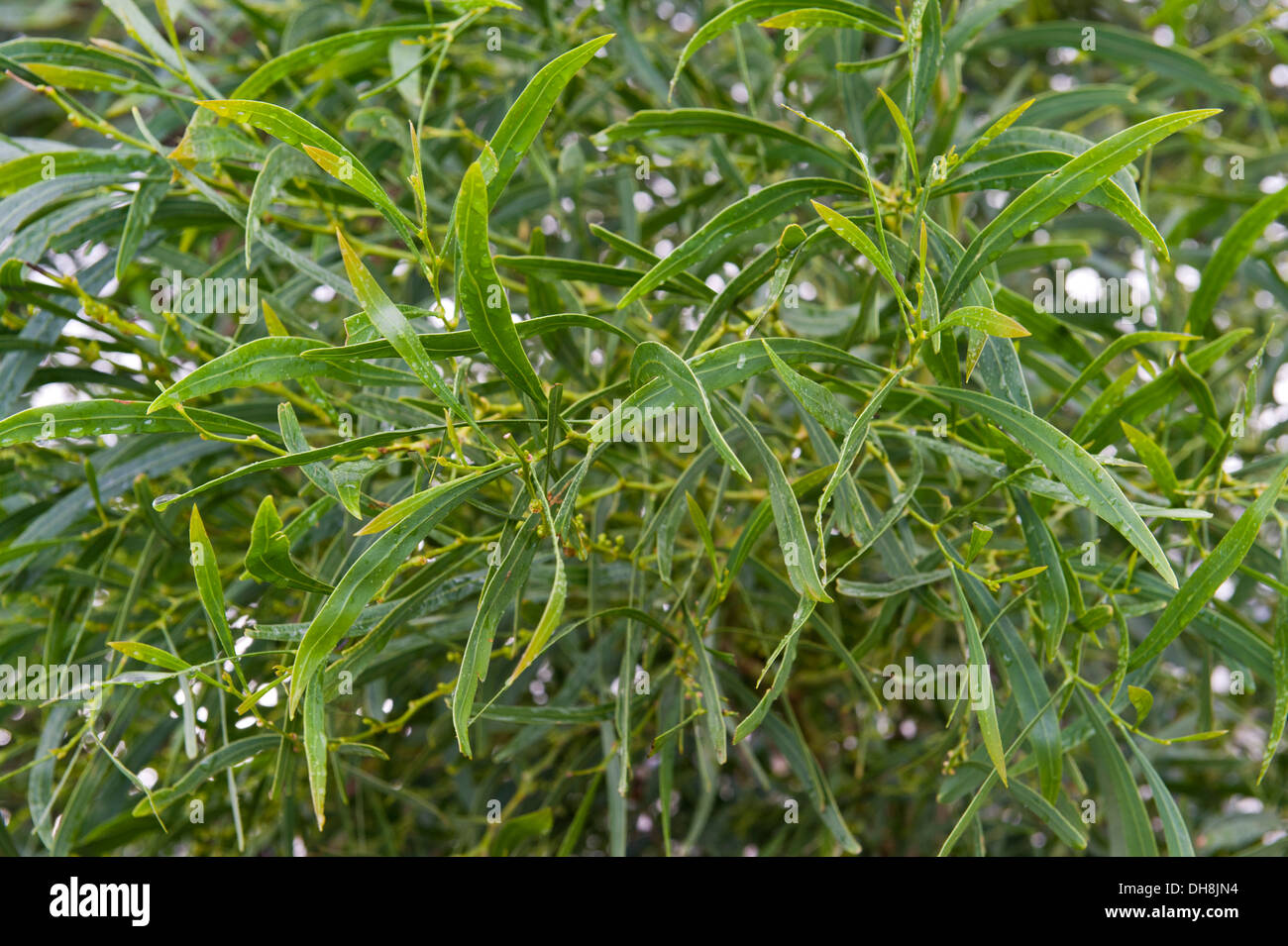 Acacia saligna, a small tree native to Australia, has become an invasive species in Cape Town South Africa Stock Photo