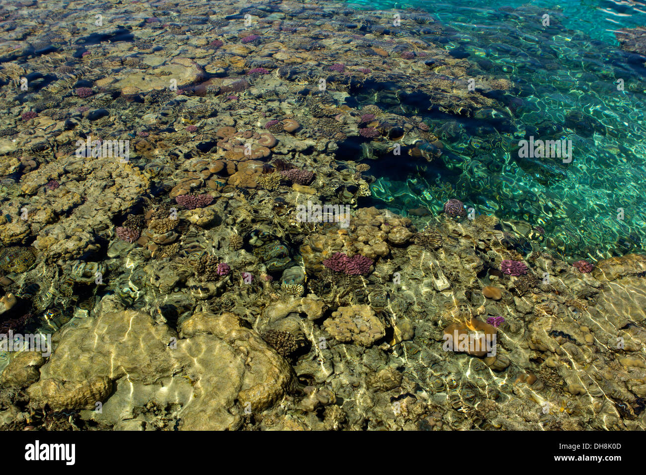 egypt coral reef in the sea with a great blaze of color Stock Photo