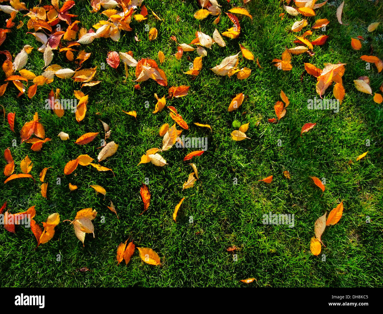 Colorful autumn leaves fallen on the green grass Stock Photo - Alamy