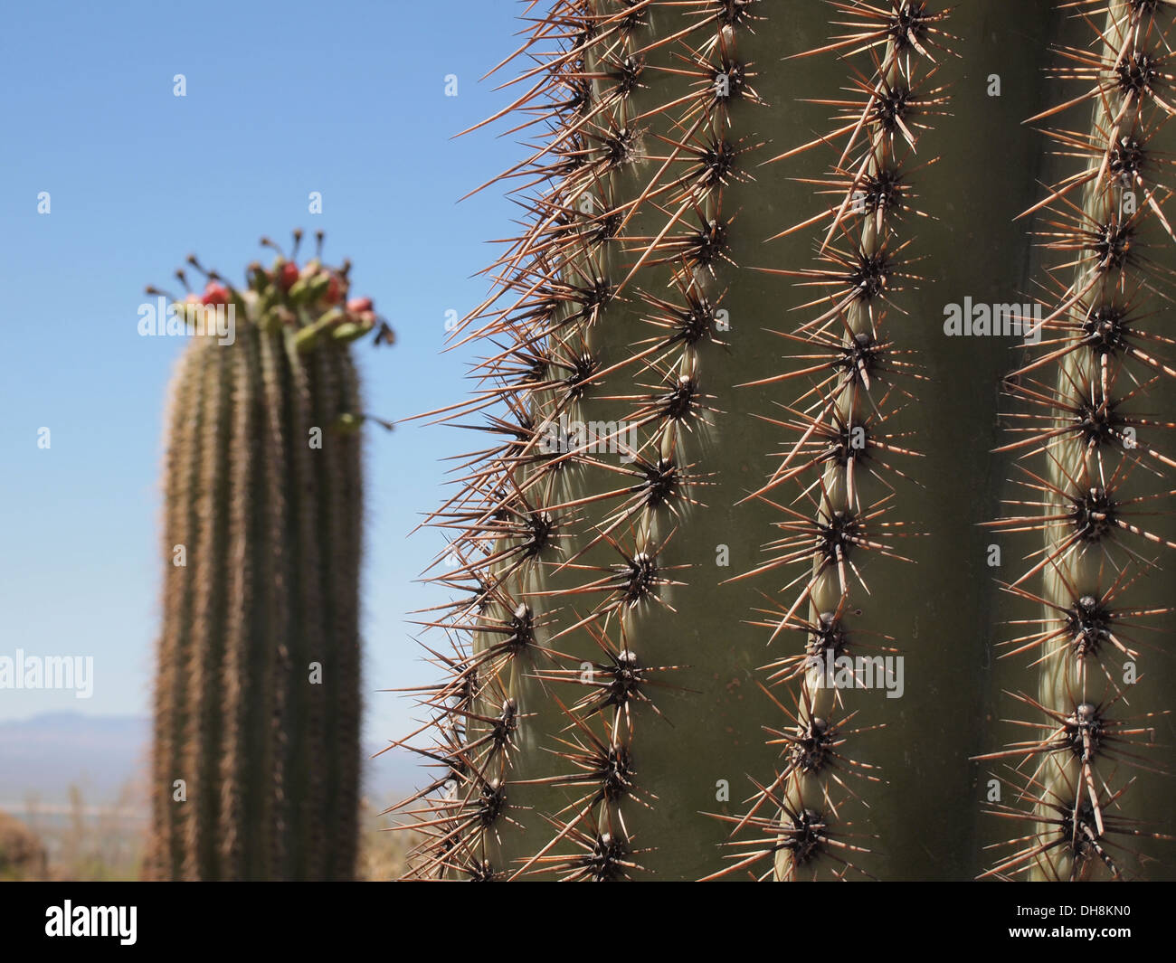 Big needles cactus hi-res stock photography and images - Alamy