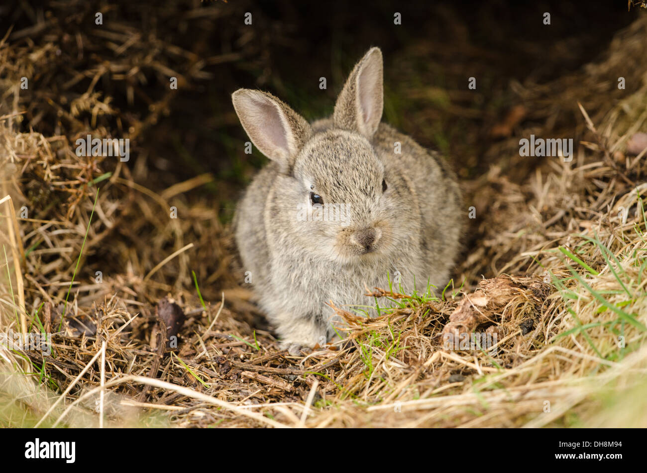 Mammls High Resolution Stock Photography and Images - Alamy