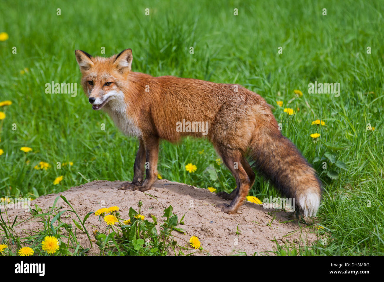 Red fox (Vulpes vulpes) at entrance of den in grassland in spring Stock Photo