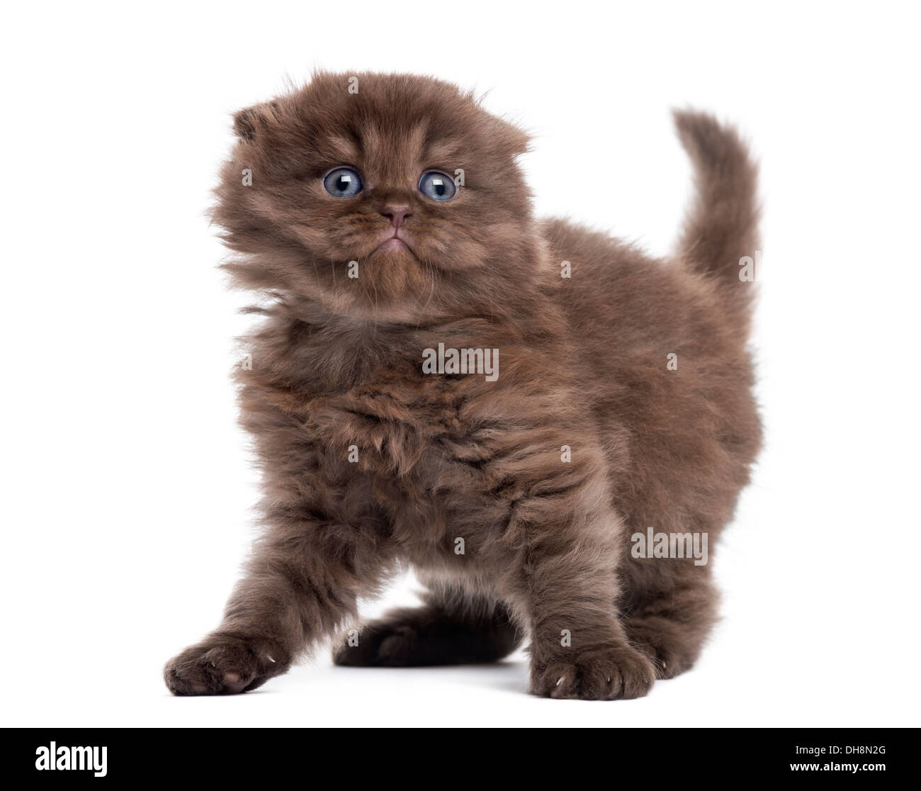 Highland fold kitten looking fearful against white background Stock