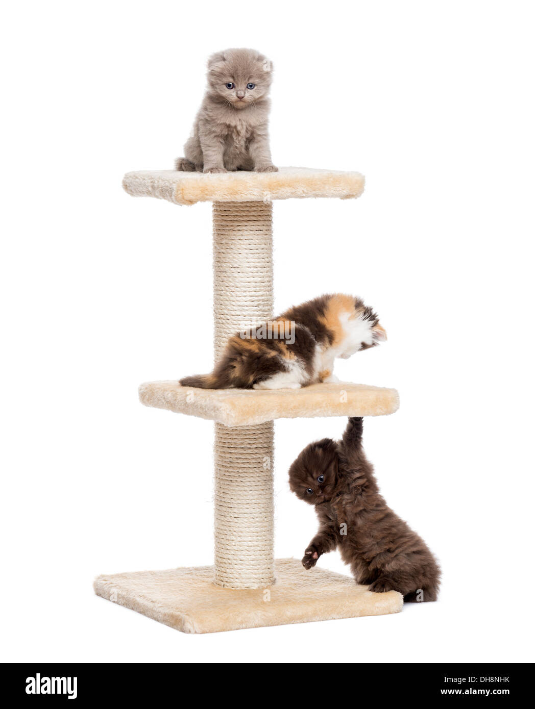 Highland fold or straight kittens playing on a cat tree against white background Stock Photo