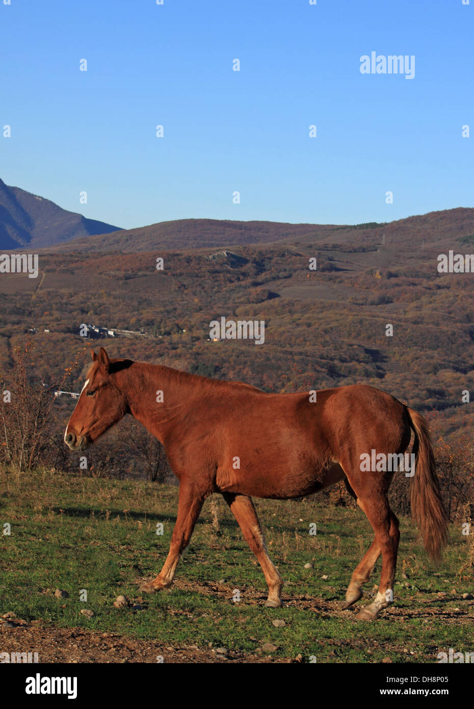 chestnut horse on walking on path in mountains Stock Photo
