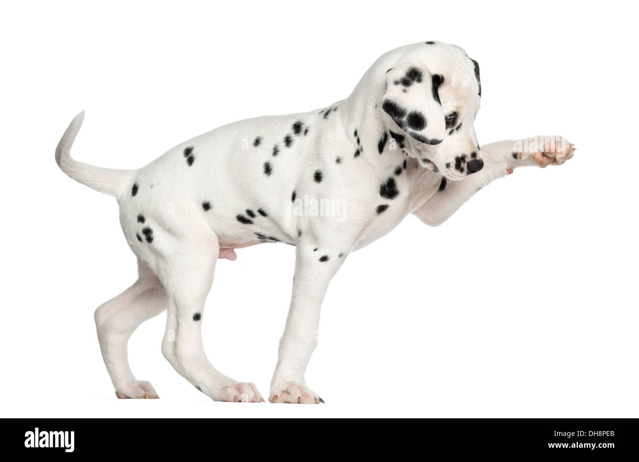 Side view of a Dalmatian puppy with paw against white background Stock Photo