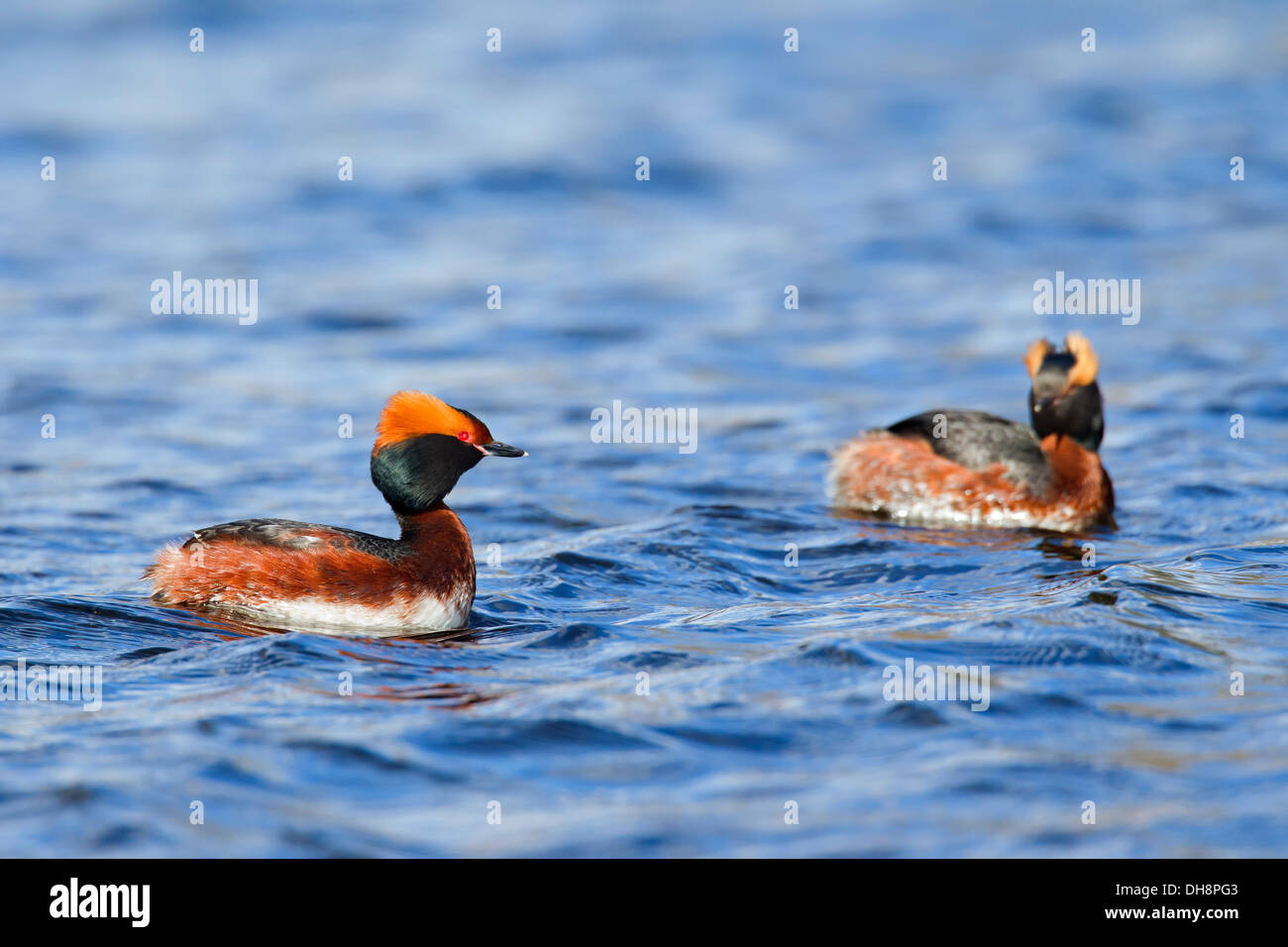 Couple Horned grebes (Podiceps auritus) in breeding plumage with ear tufts swimming in lake in spring Stock Photo