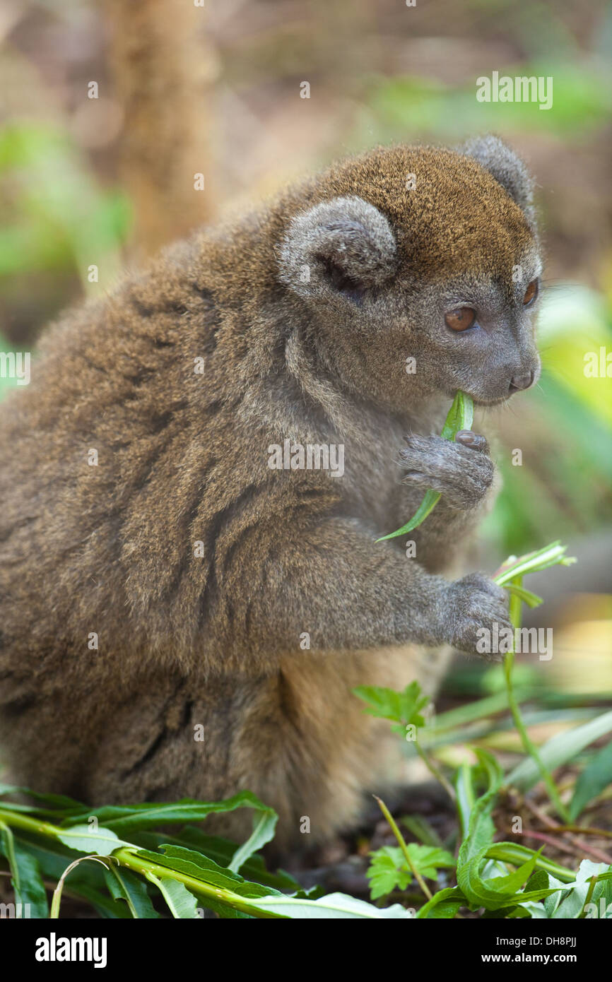 Aloatran Gentle Lemur or Bandro (Hapalemur griseus aloatrensis). Restricted to Lake Alaotra area, northeast Madagascar. Stock Photo