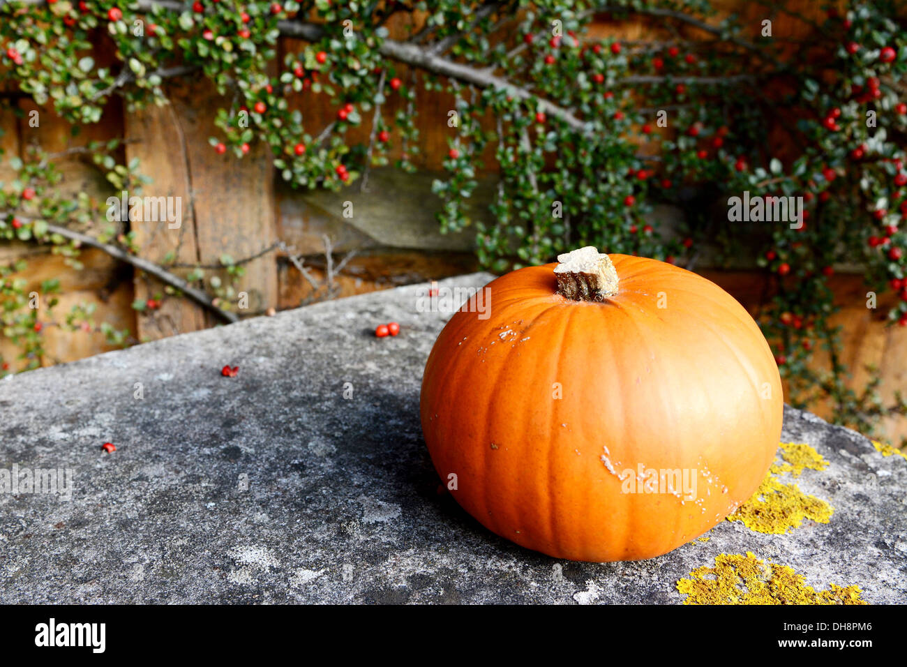 Orange pumpkin on lichen-covered stone bench in front of cotoneaster Stock Photo