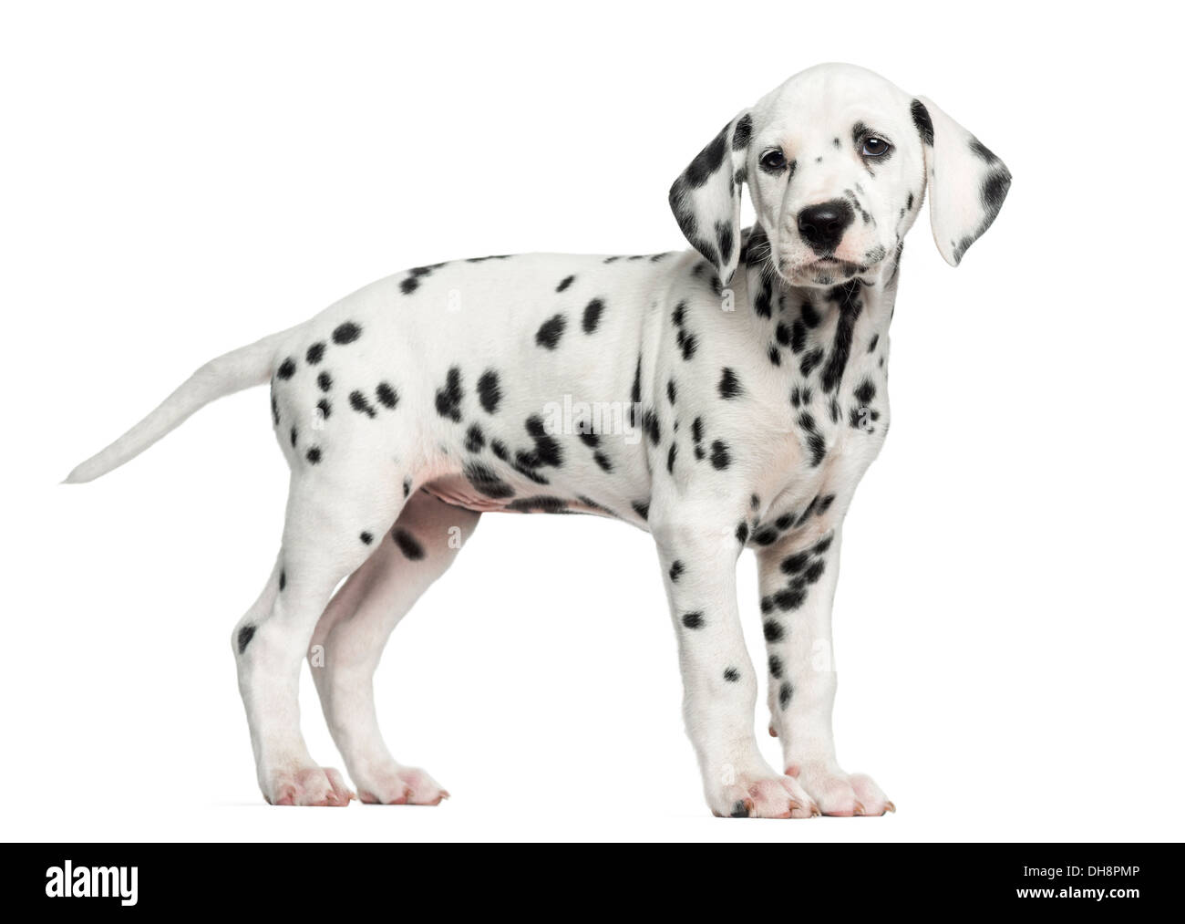Blonde hotsell dalmatian puppies