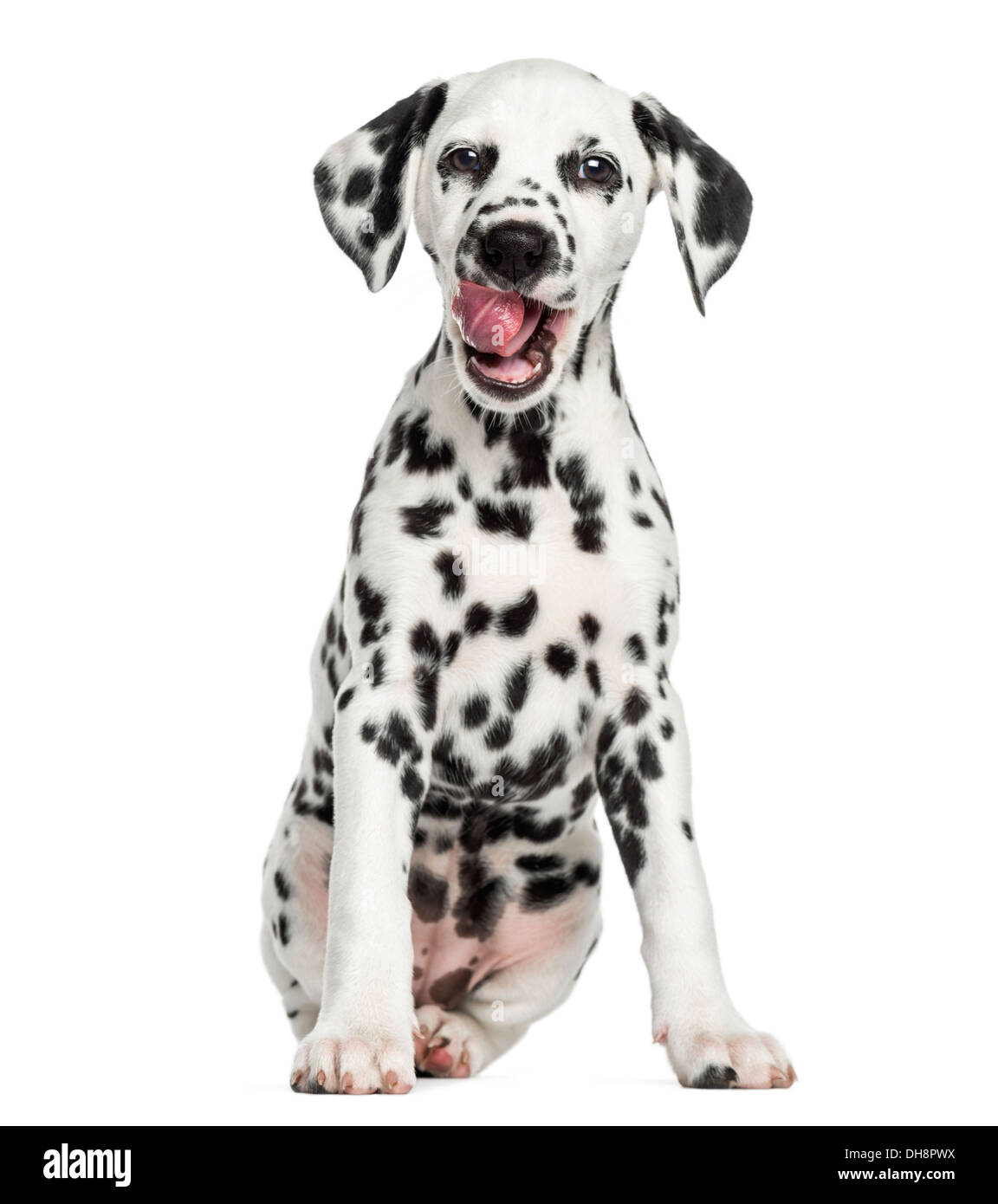 Front view of a young Dalmatian sitting, licking against white background Stock Photo