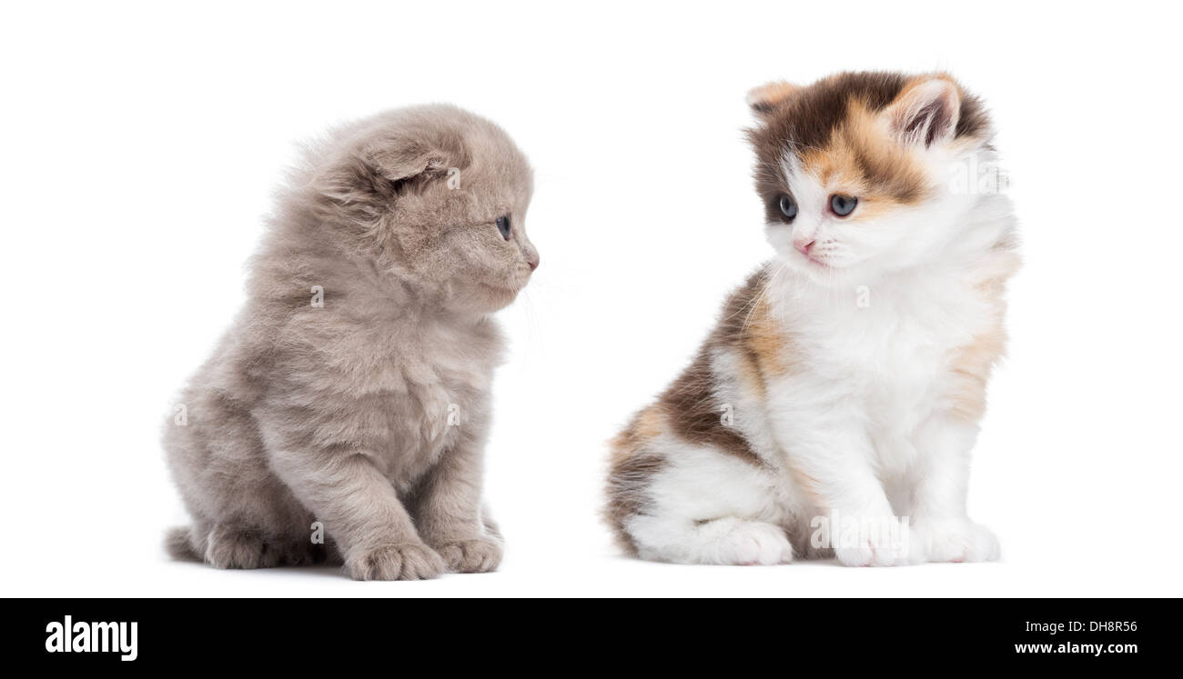 Two Highland straight and fold kittens sitting, looking at each other against white background Stock Photo