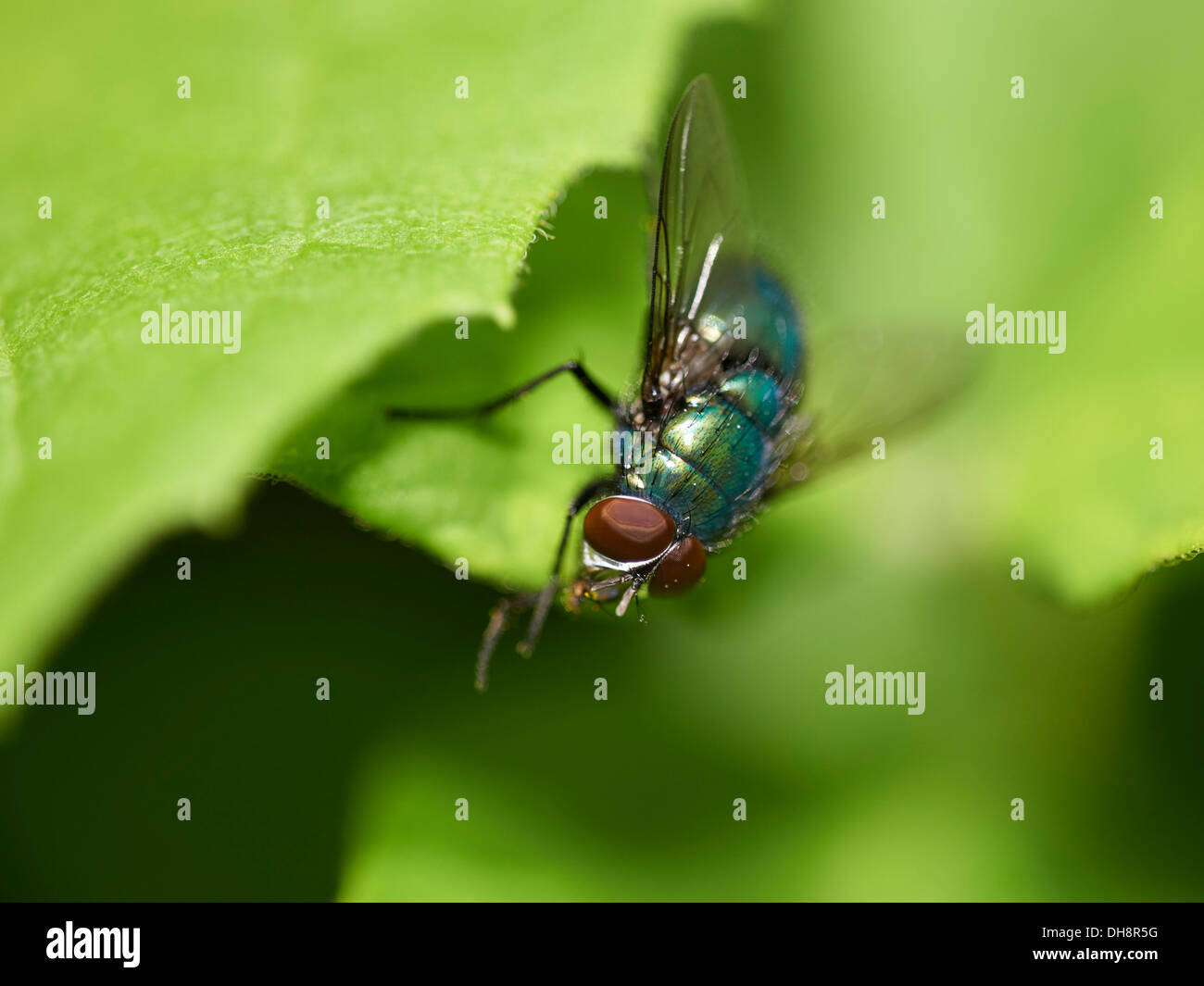 Green bottle fly perched on leaf. Stock Photo