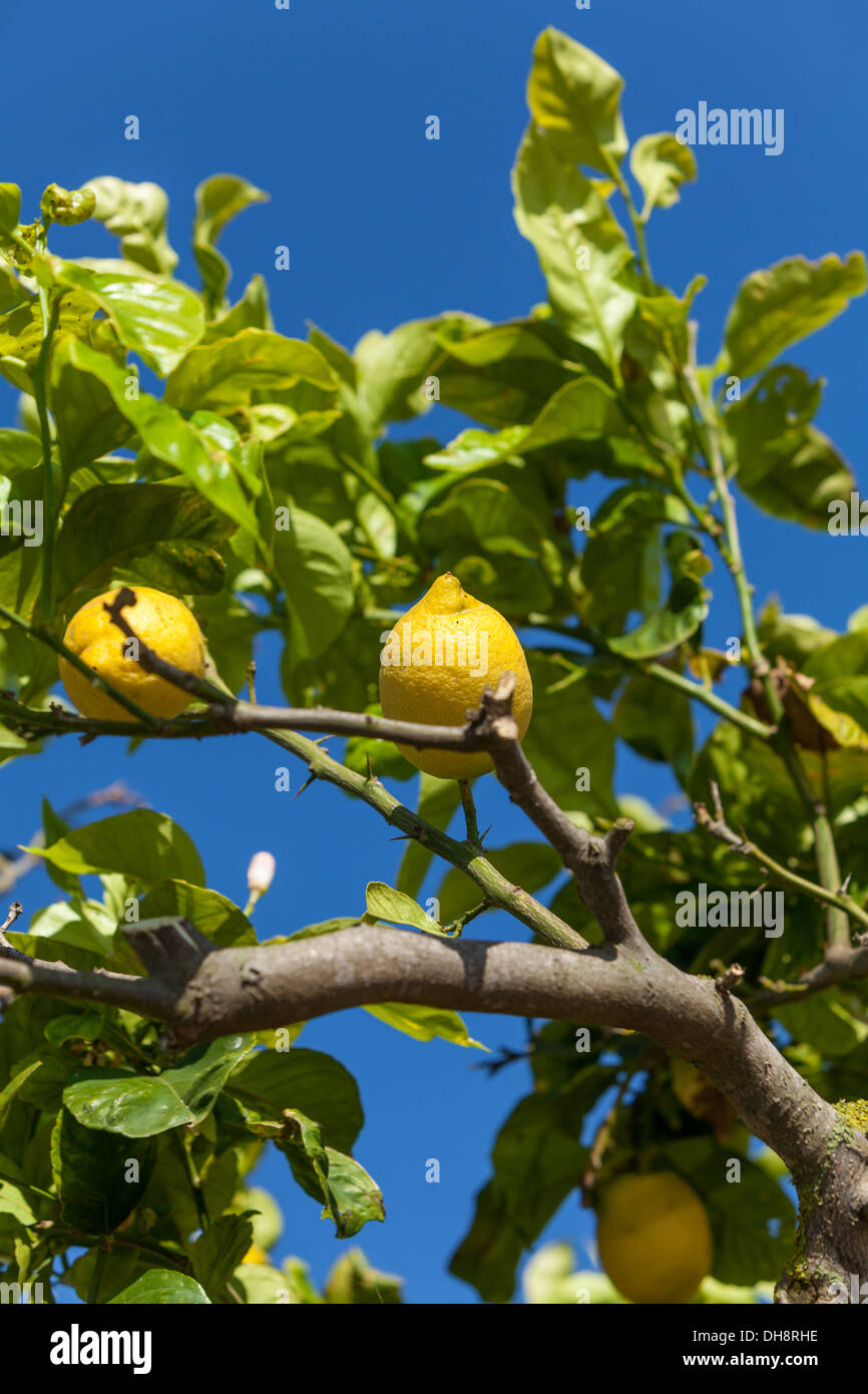 fresh lemons on lemon tree blue sky nature summer fruit background