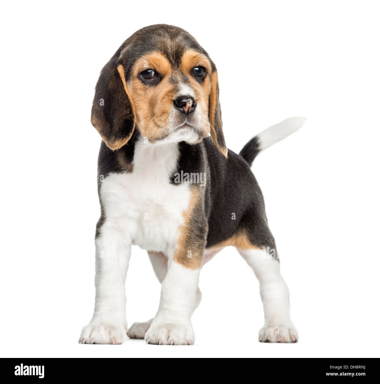 Front view of a Beagle puppy standing, looking at the camera against white background Stock Photo