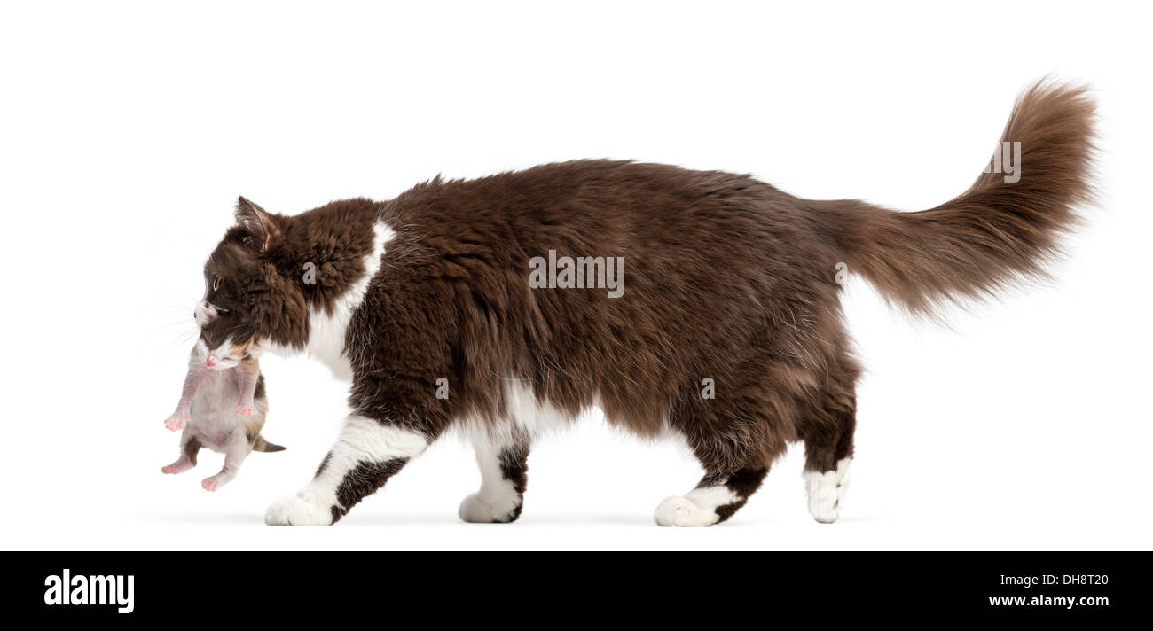 Side view of a British Longhair walking, carrying kitten against white background Stock Photo