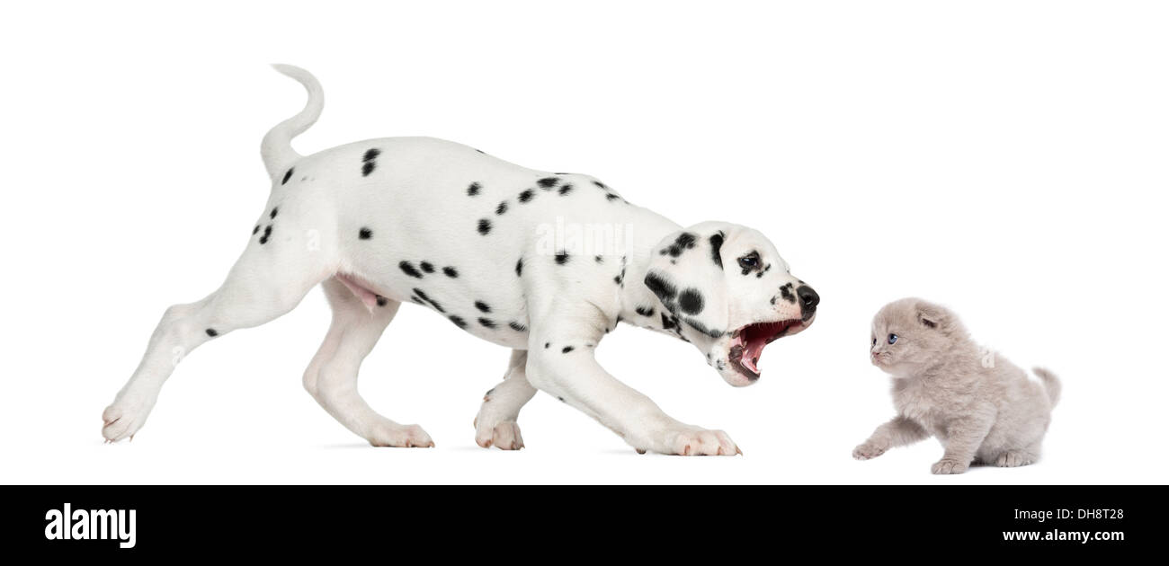 Side view of a Dalmatian puppy trying to bite a highland fold kitten against white background Stock Photo