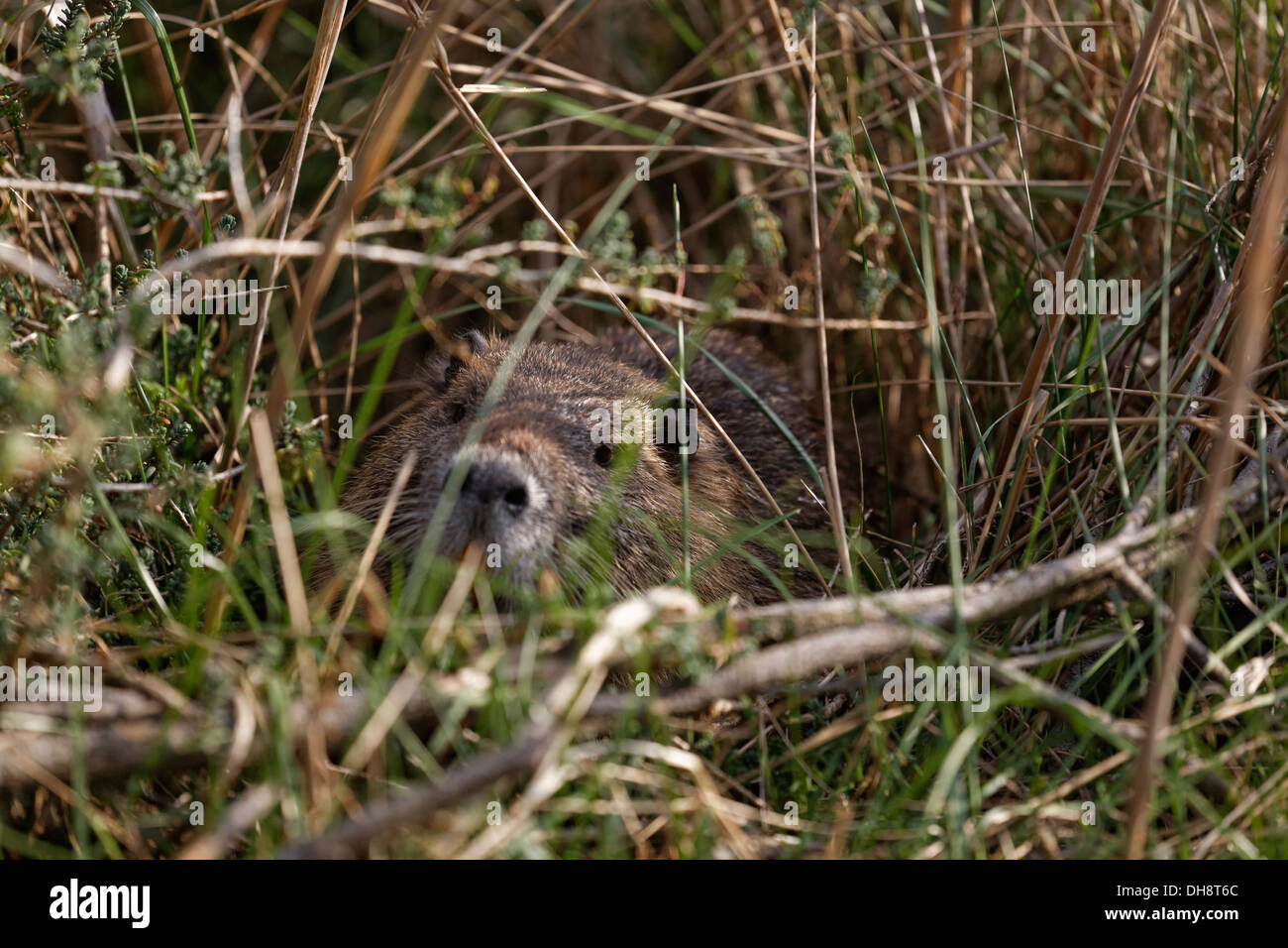 Nutria Myocastor coypus in grass, close-up Stock Photo
