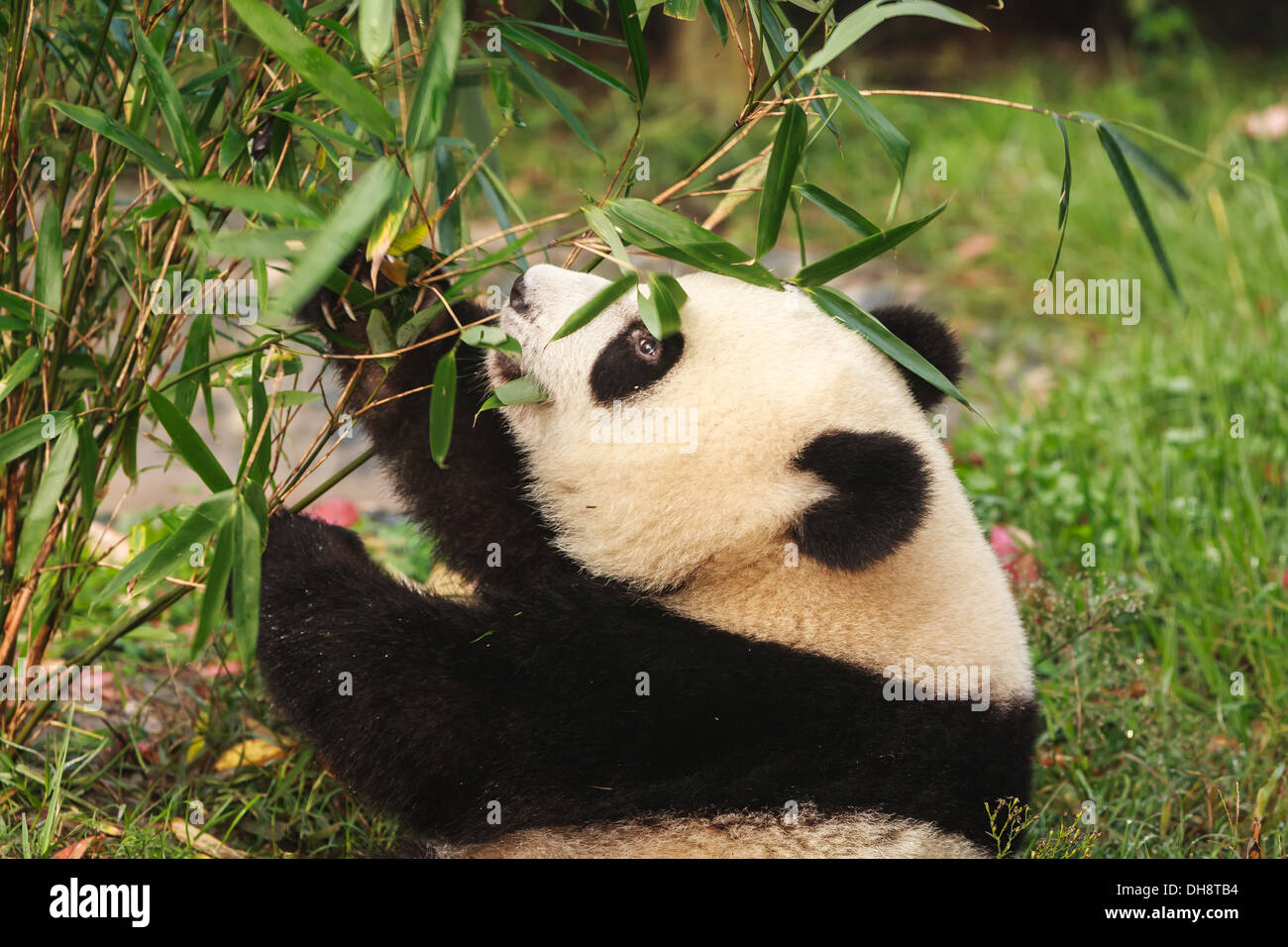 Close-up of Panda bear stuffing bamboo leaves in his mouth at Chengdu Research Base of Giant Panda Breeding Center Stock Photo