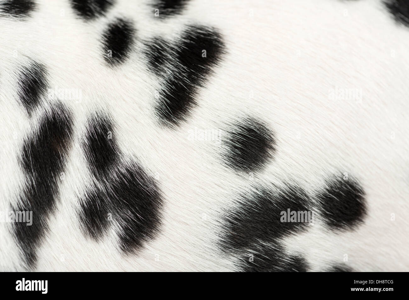 Macro of a Dalmatian puppy fur Stock Photo